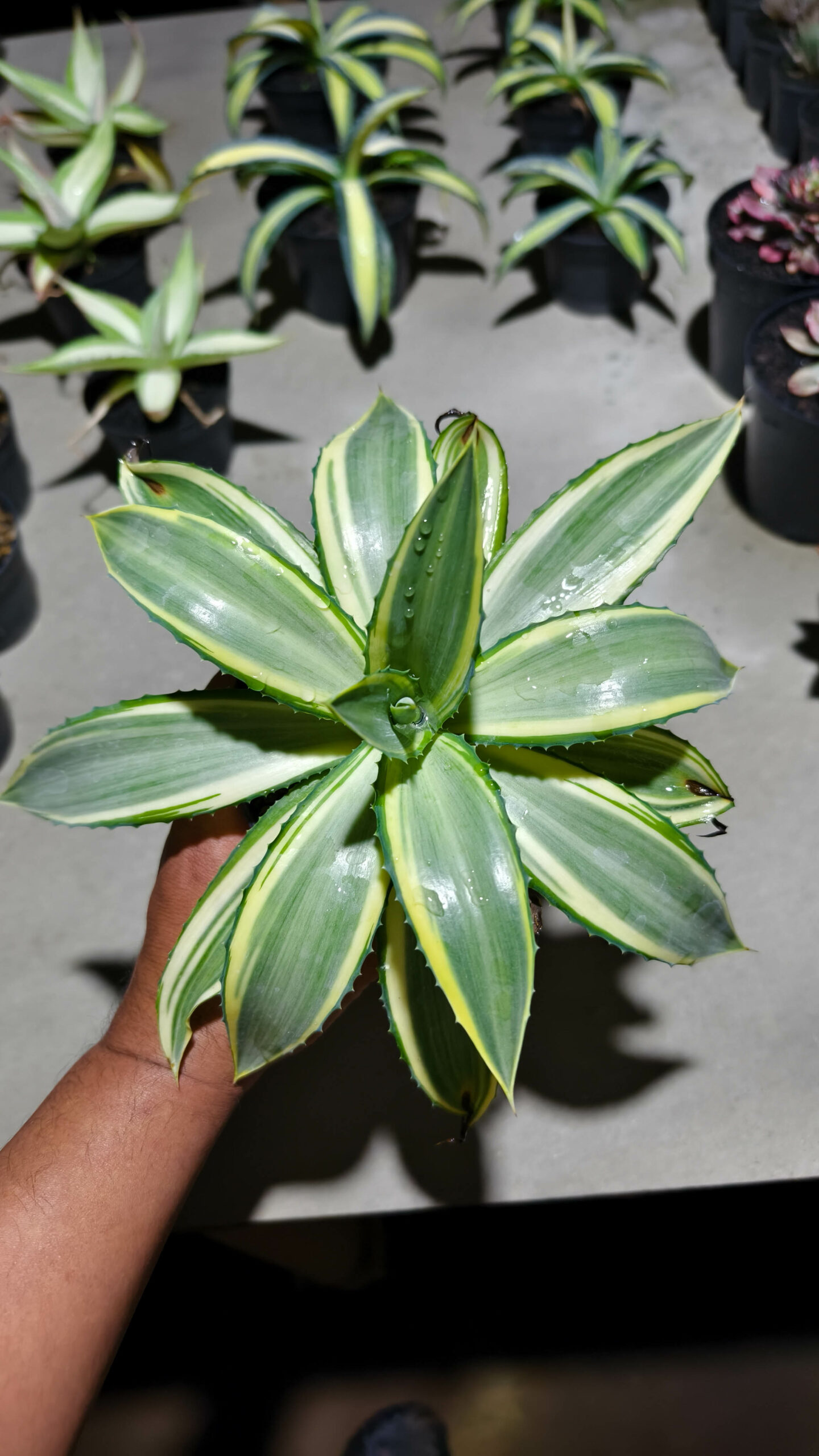 1292. Agave Guingolea Mediopicta - Image 8