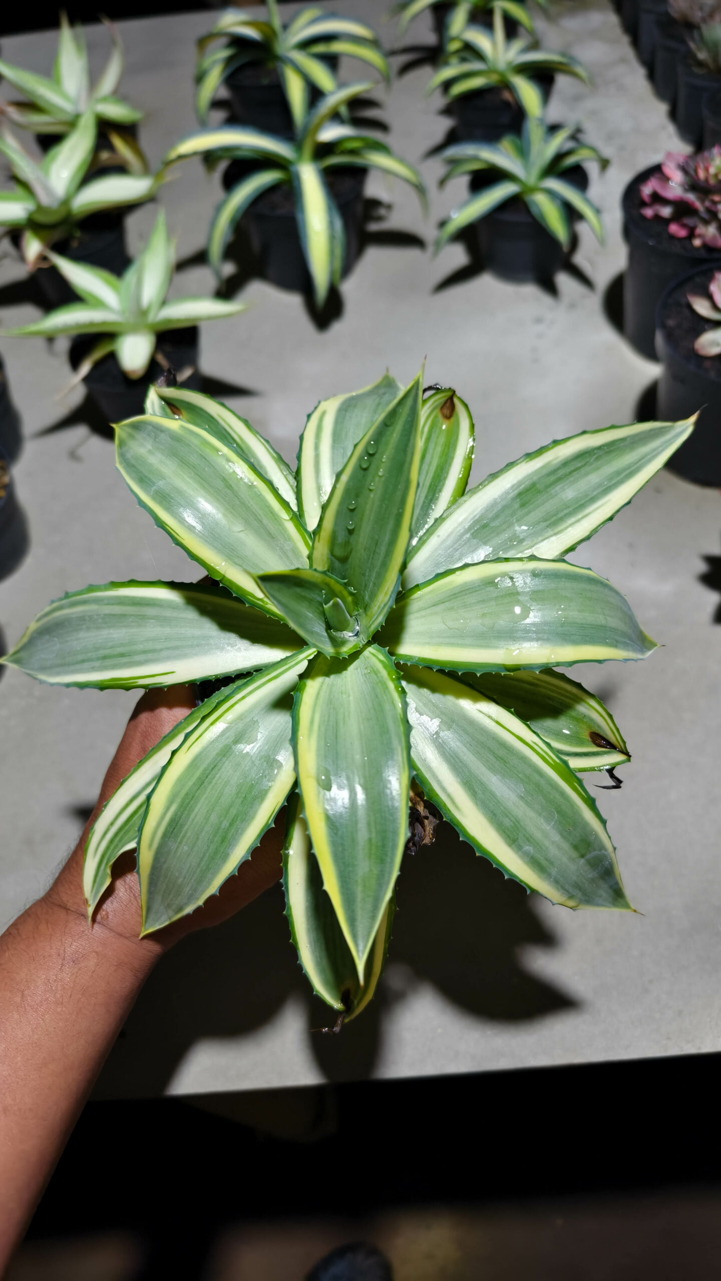 1292. Agave Guingolea Mediopicta - Image 9