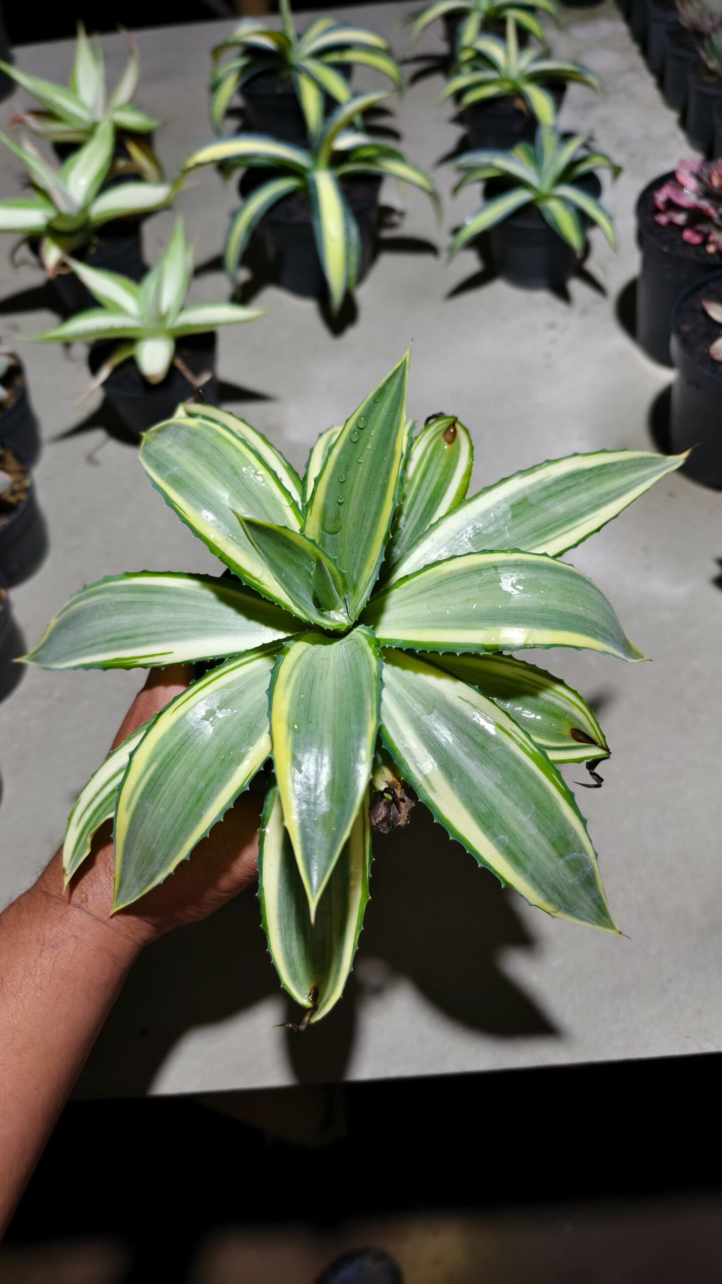 1292. Agave Guingolea Mediopicta - Image 10