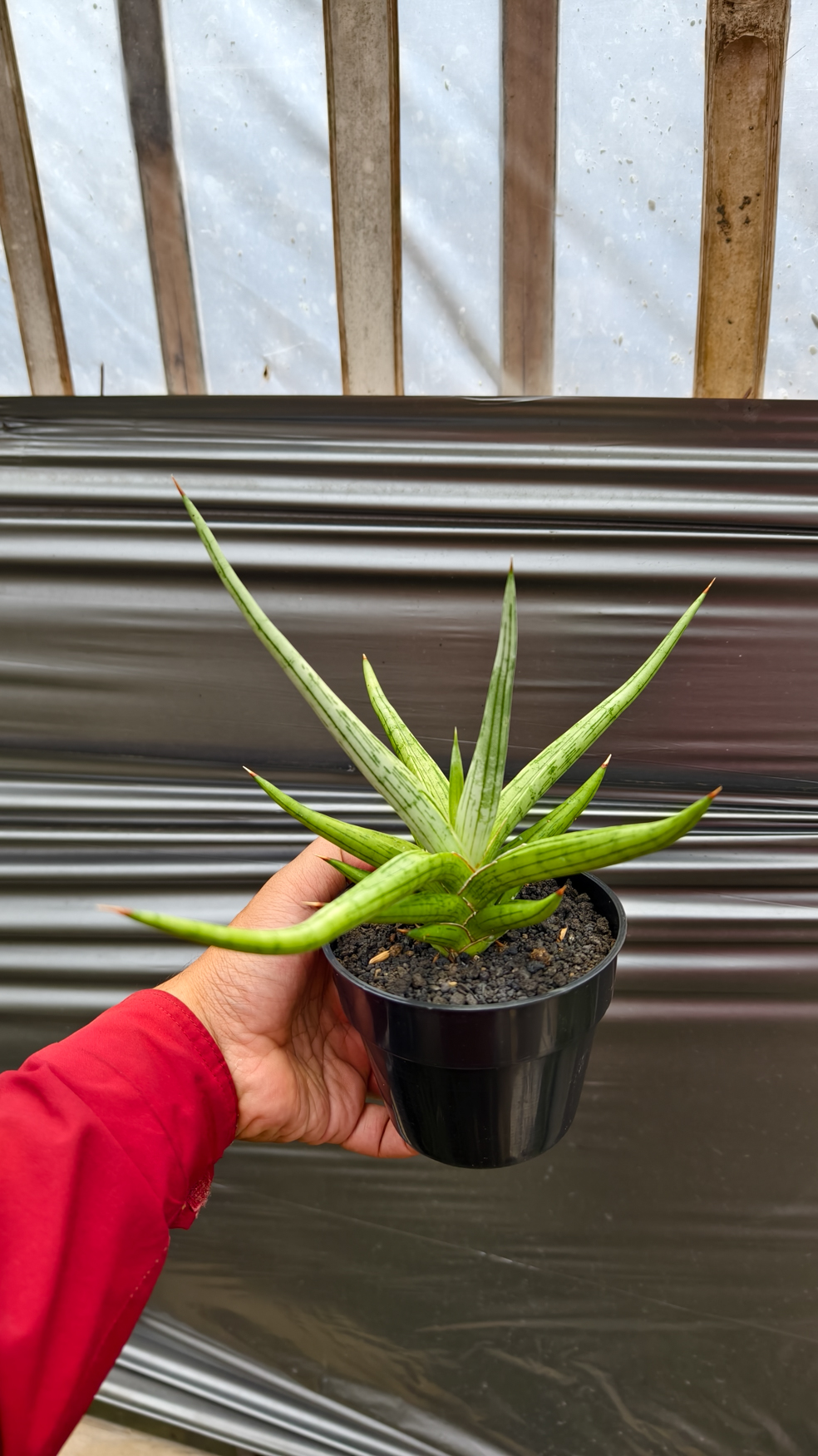 1235. Sansevieria Quentin Hybrid Size 20 Cm - Image 12