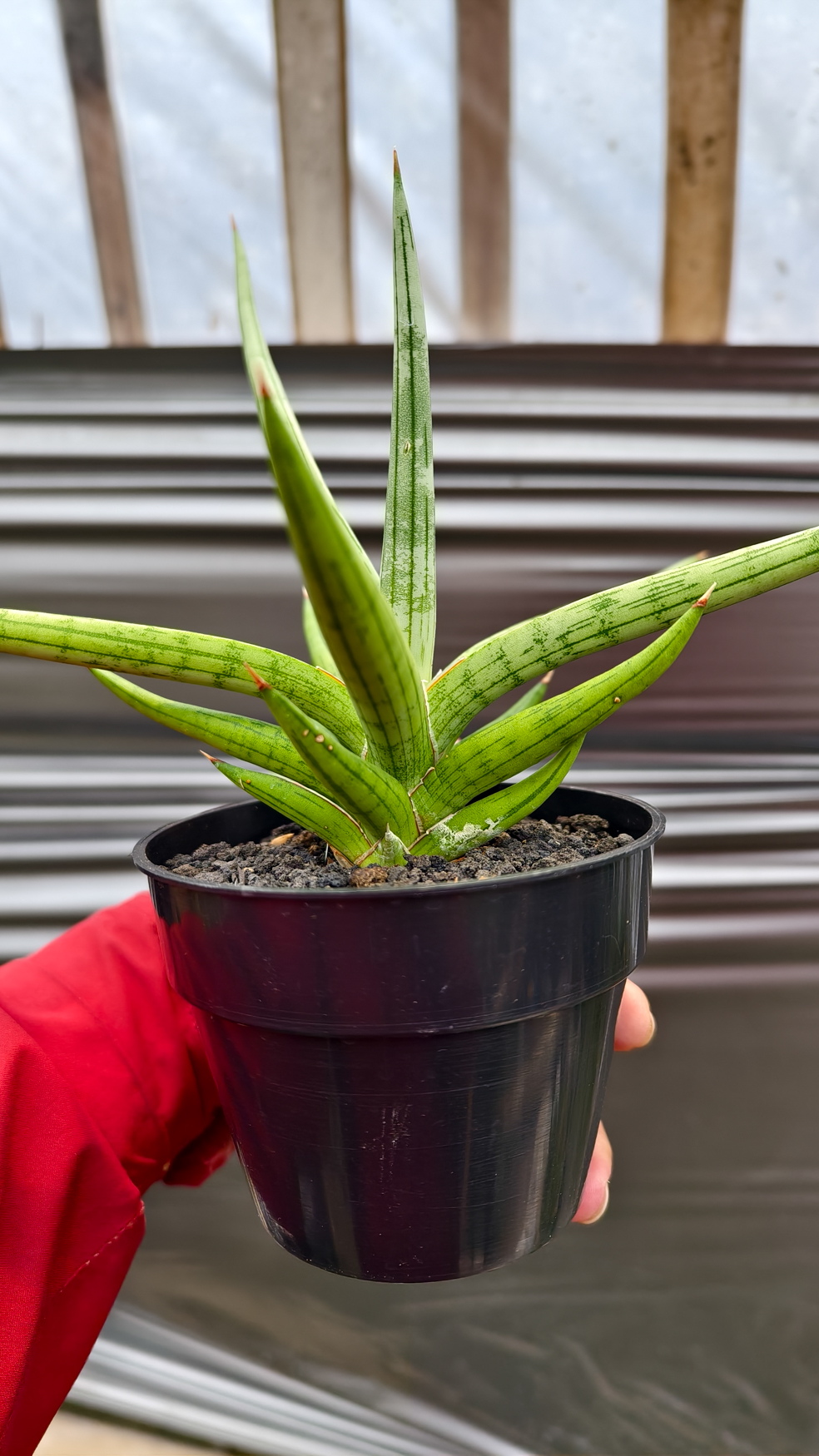 1235. Sansevieria Quentin Hybrid Size 20 Cm - Image 11