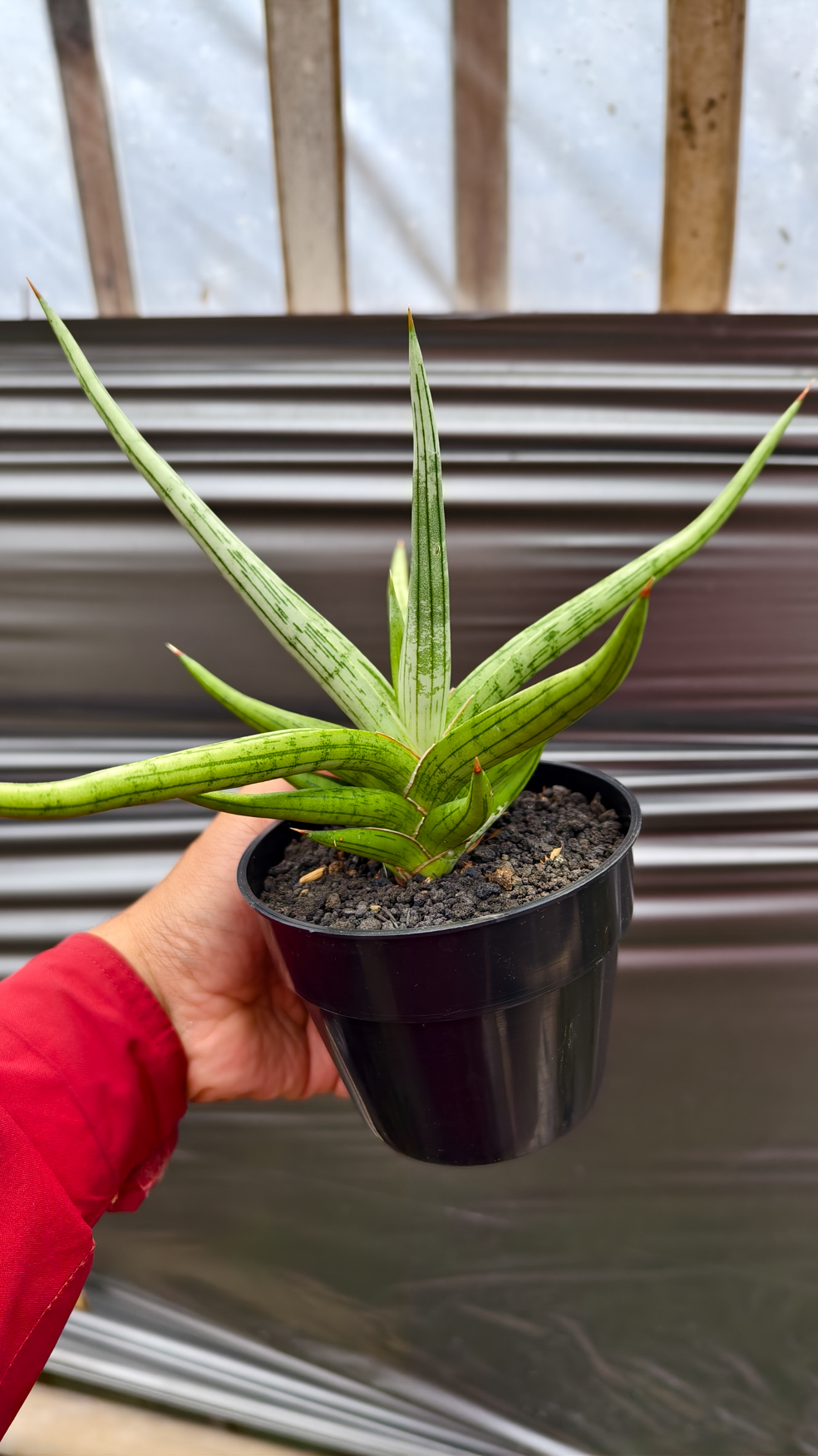 1235. Sansevieria Quentin Hybrid Size 20 Cm - Image 10