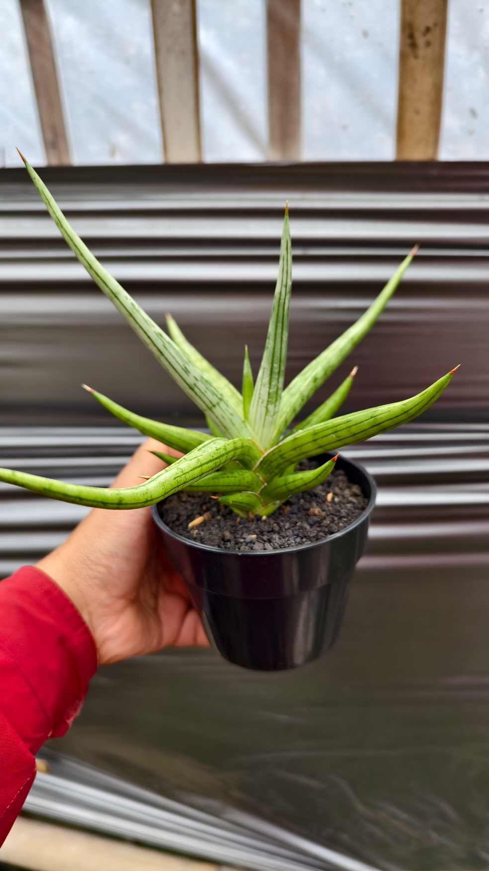 1235. Sansevieria Quentin Hybrid Size 20 Cm - Image 2
