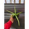 1235. Sansevieria Quentin Hybrid Size 20 Cm