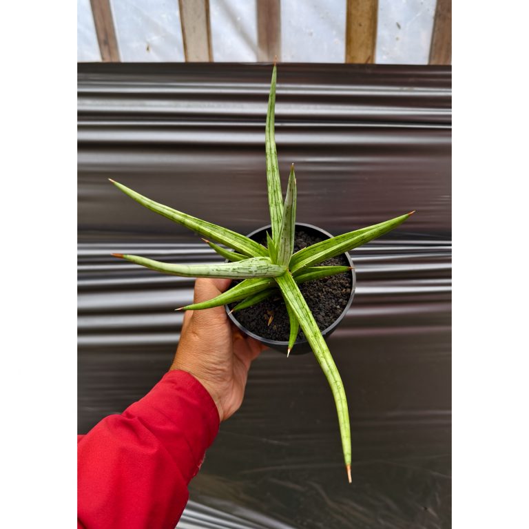 1235. Sansevieria Quentin Hybrid Size 20 Cm