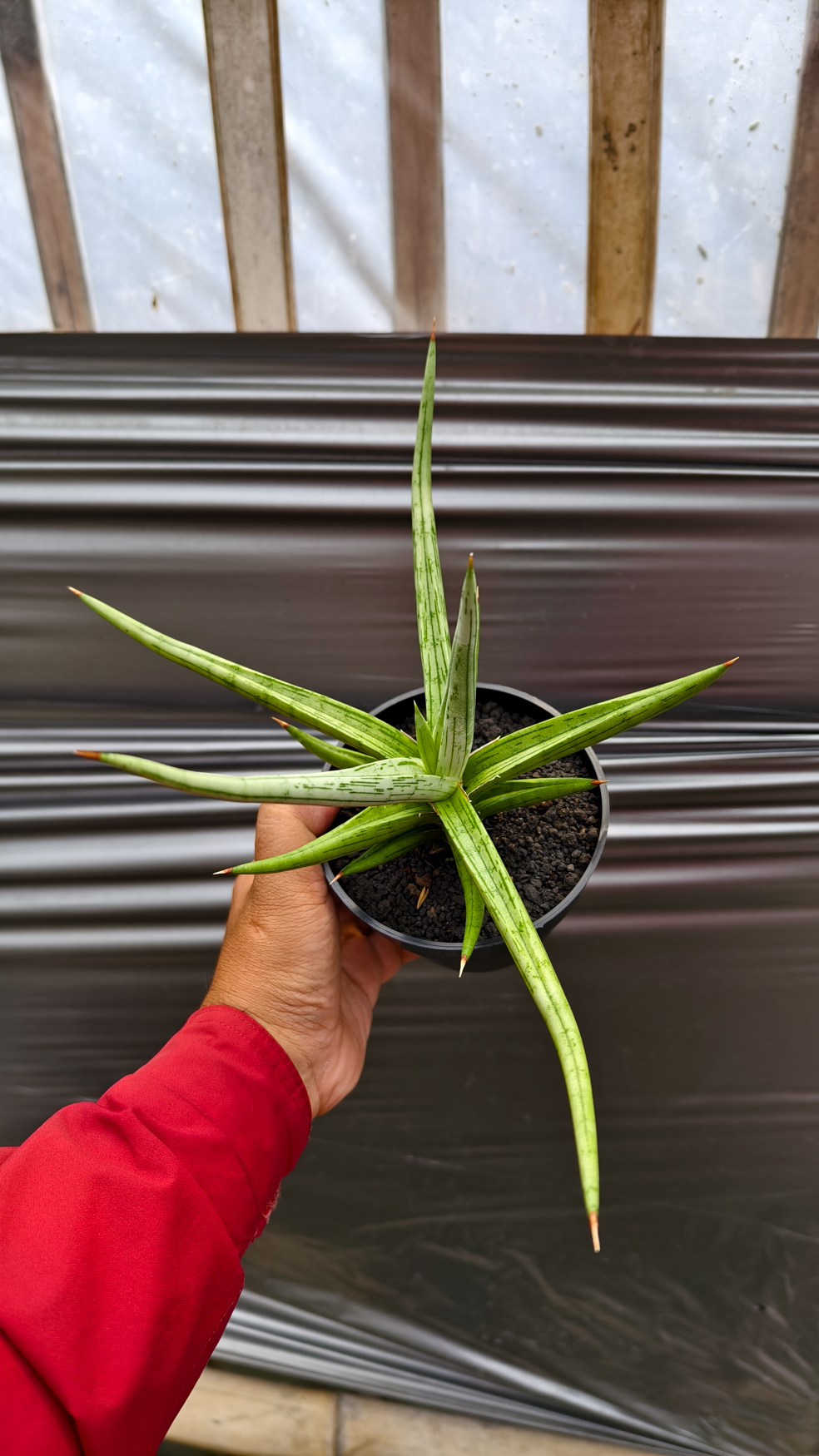 1235. Sansevieria Quentin Hybrid Size 20 Cm - Image 8