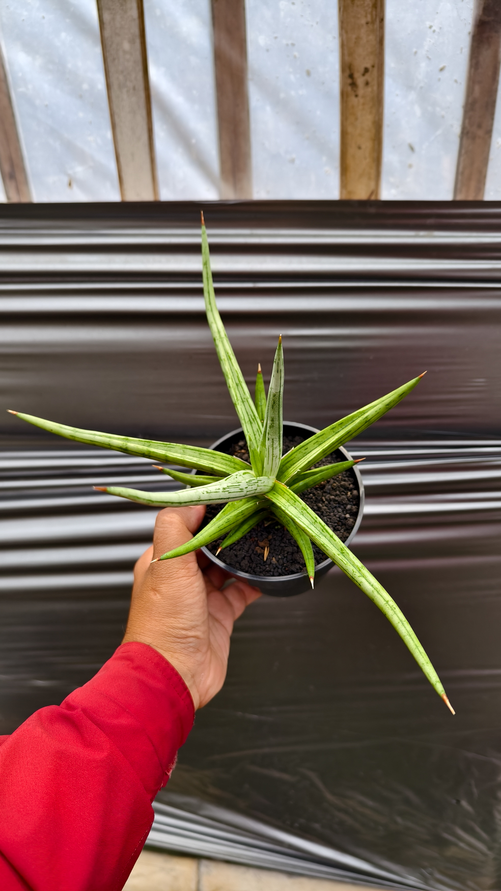 1235. Sansevieria Quentin Hybrid Size 20 Cm - Image 7