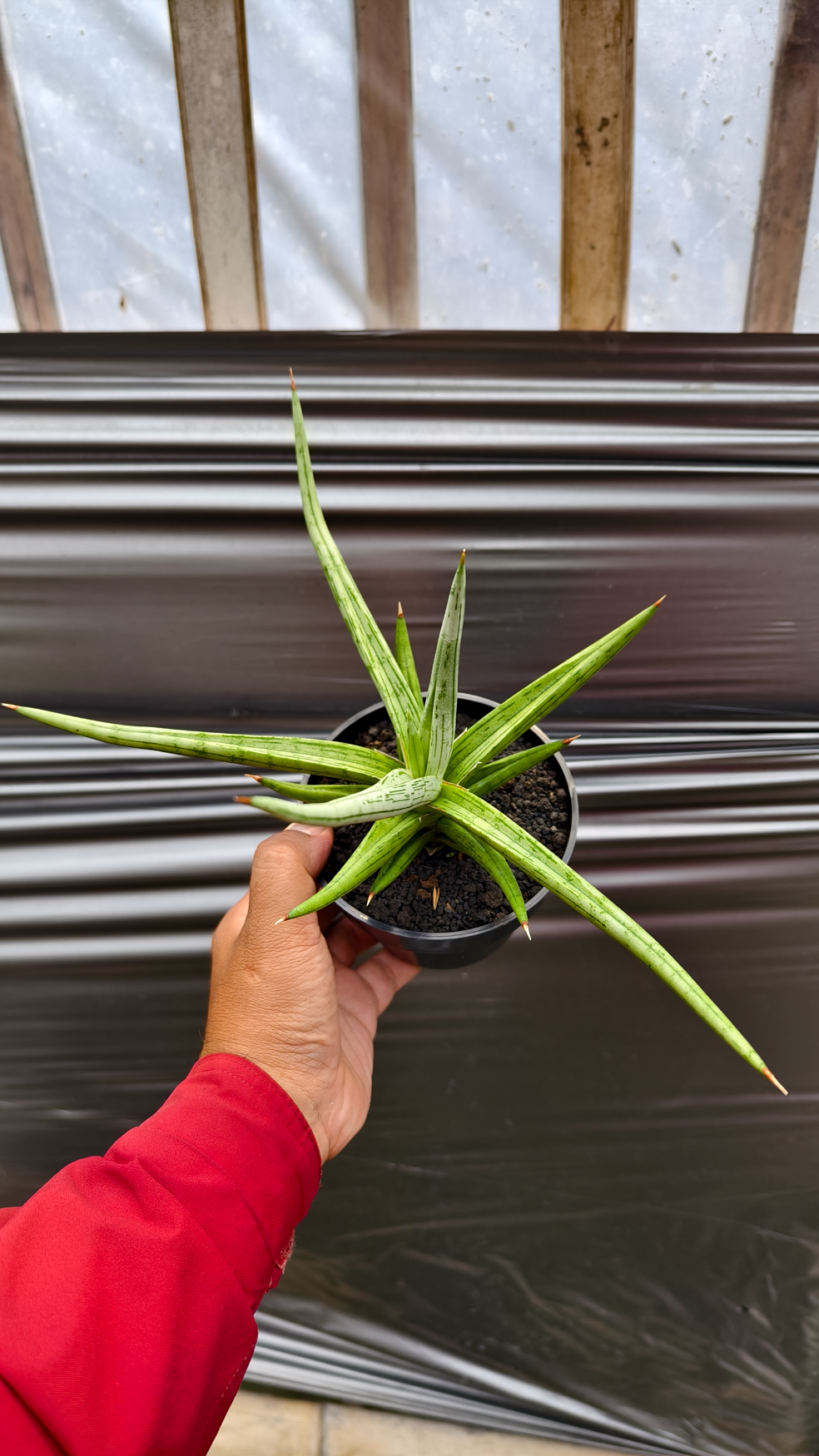 1235. Sansevieria Quentin Hybrid Size 20 Cm - Image 5