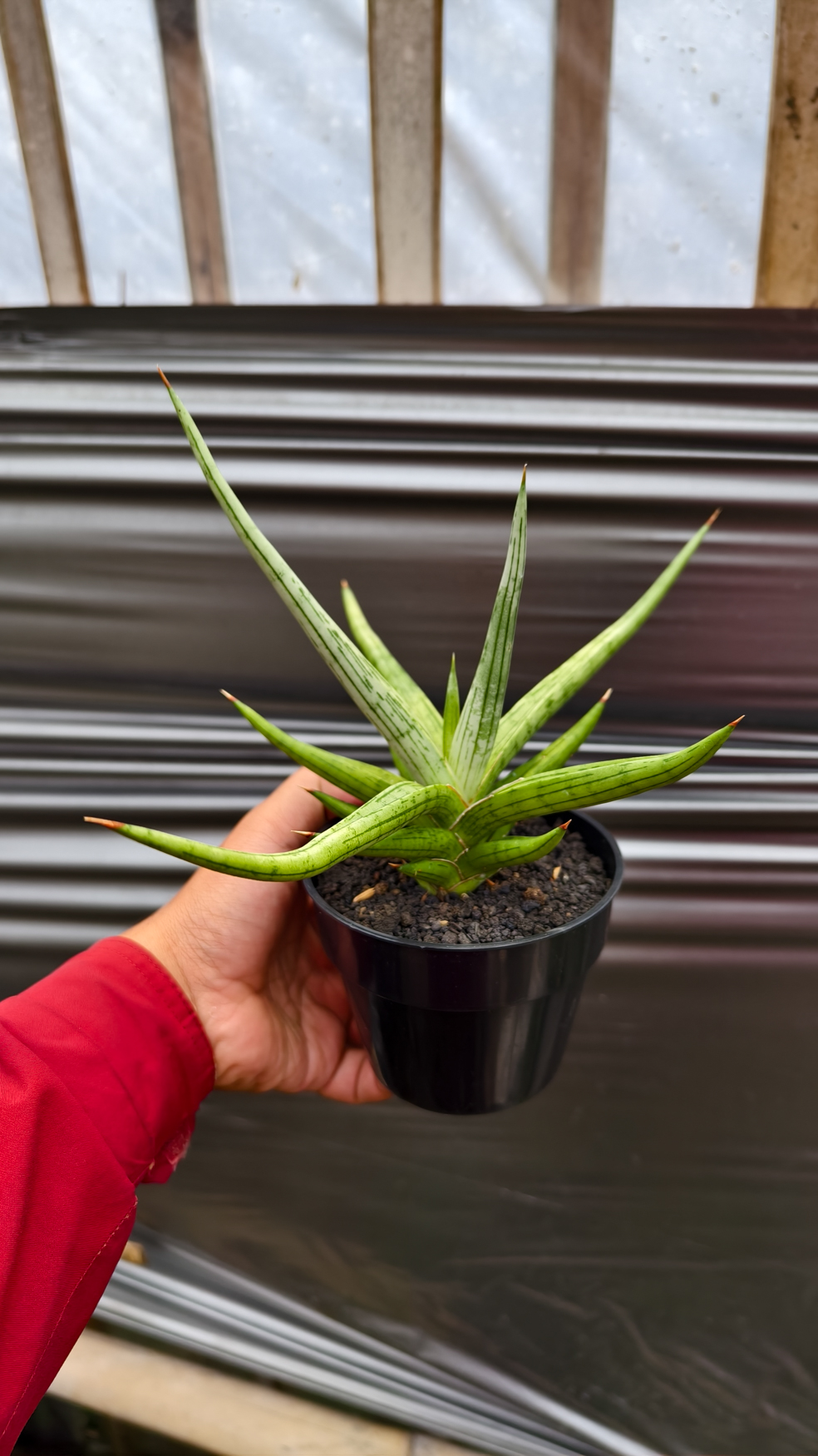 1235. Sansevieria Quentin Hybrid Size 20 Cm - Image 20