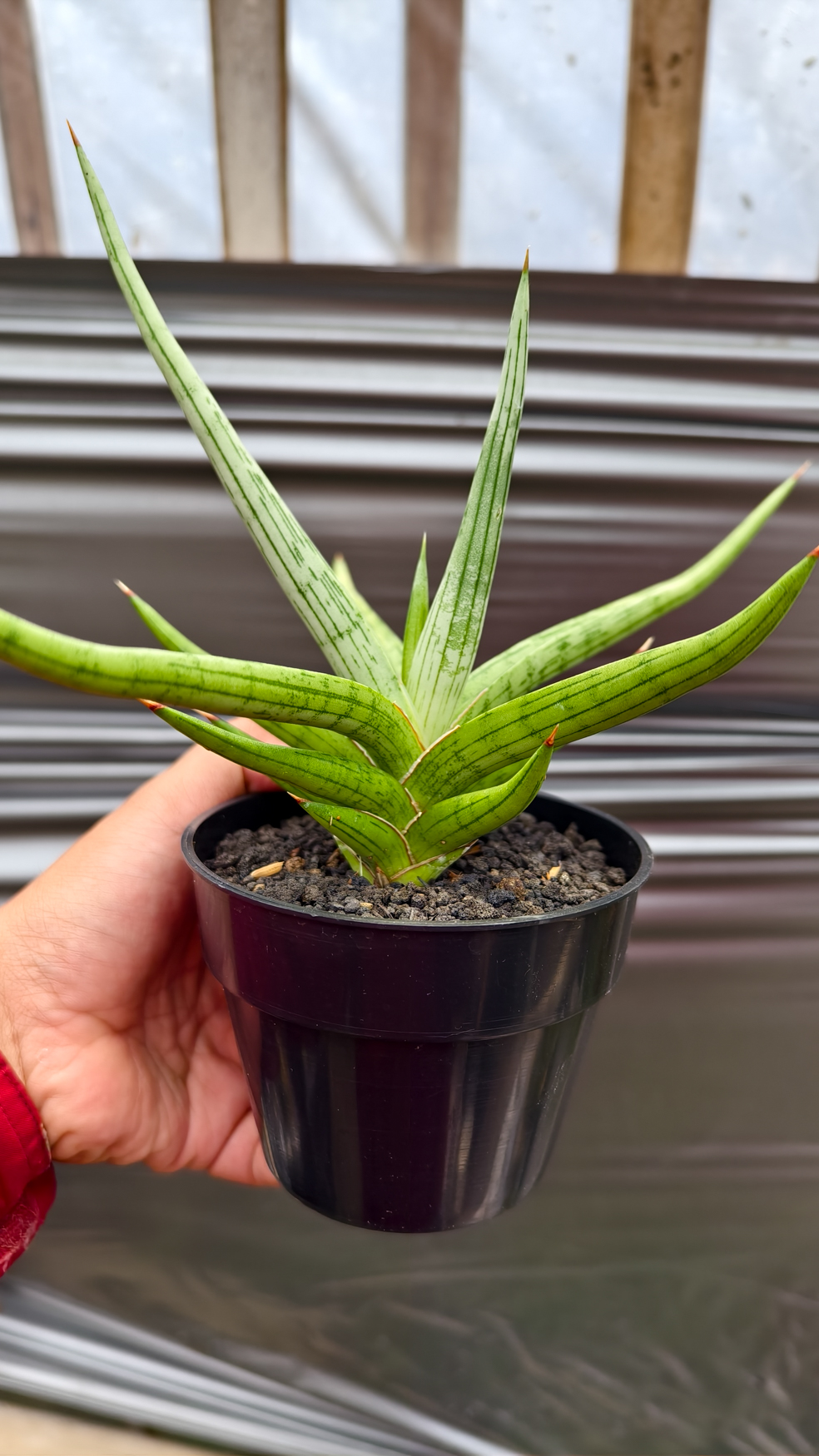 1235. Sansevieria Quentin Hybrid Size 20 Cm - Image 19