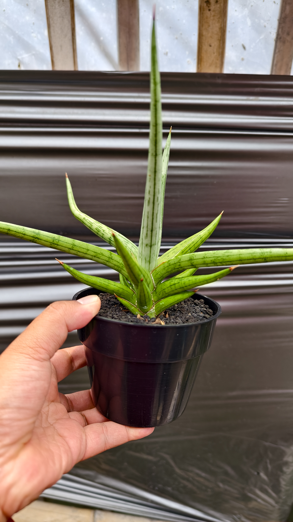 1235. Sansevieria Quentin Hybrid Size 20 Cm - Image 18