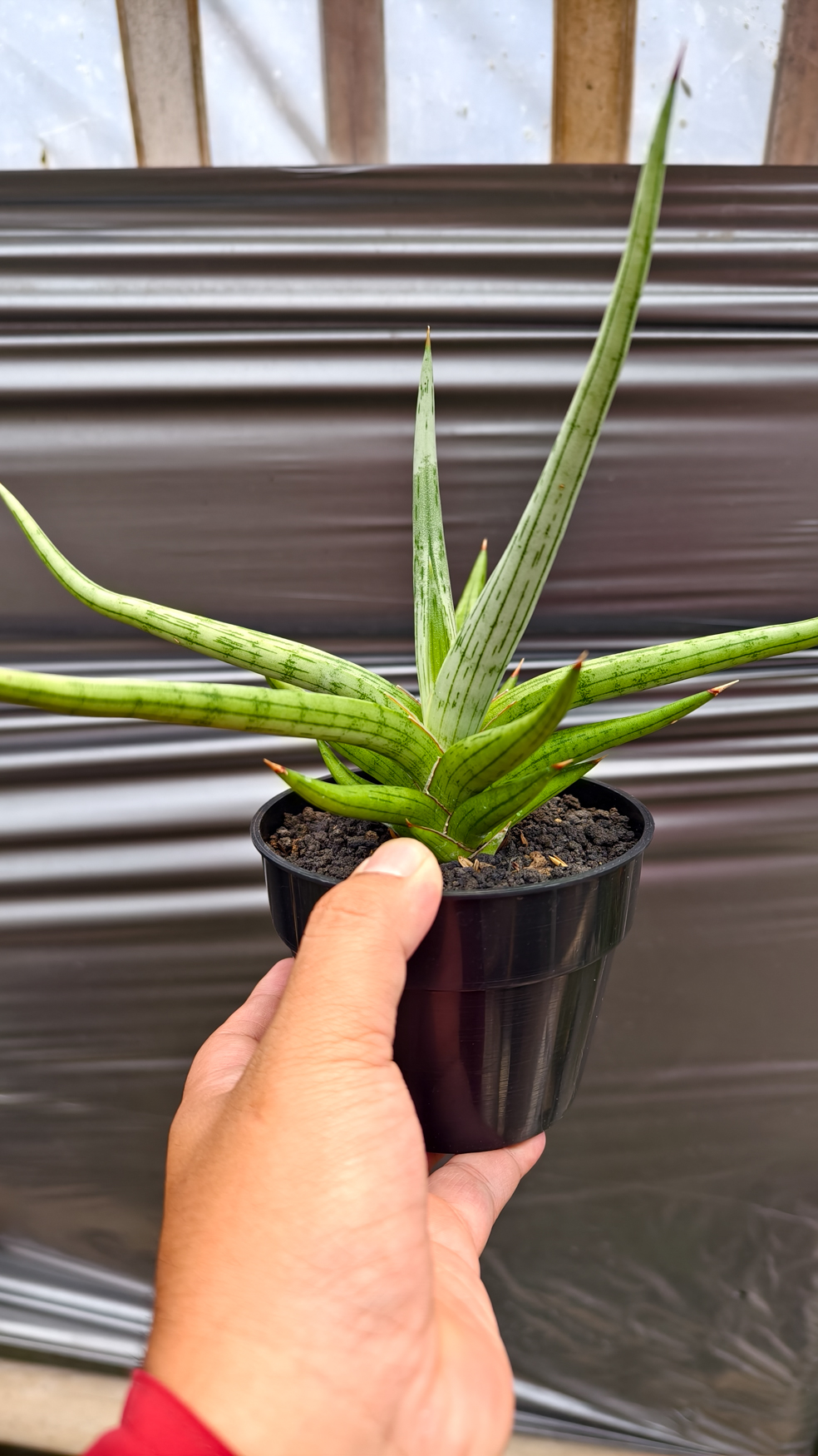 1235. Sansevieria Quentin Hybrid Size 20 Cm - Image 17
