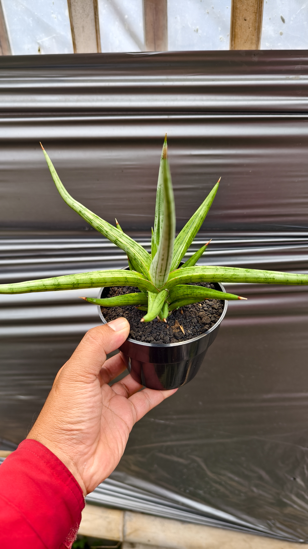 1235. Sansevieria Quentin Hybrid Size 20 Cm - Image 16