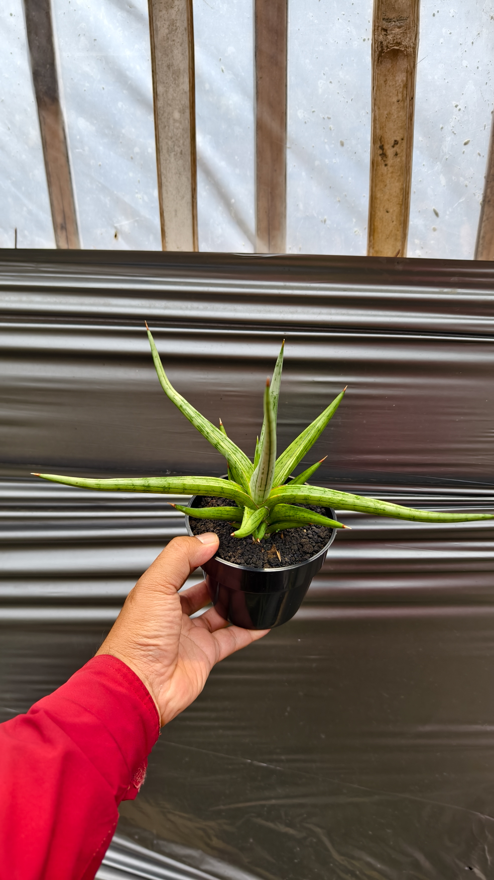1235. Sansevieria Quentin Hybrid Size 20 Cm - Image 15
