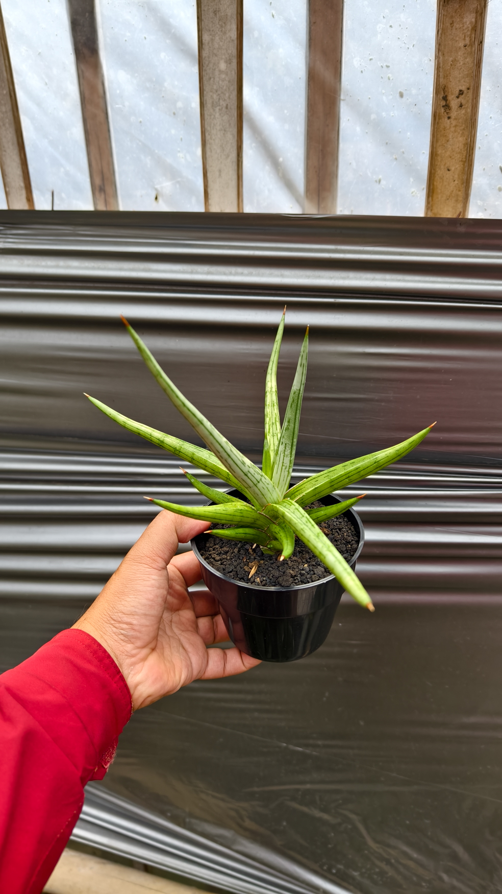 1235. Sansevieria Quentin Hybrid Size 20 Cm - Image 14