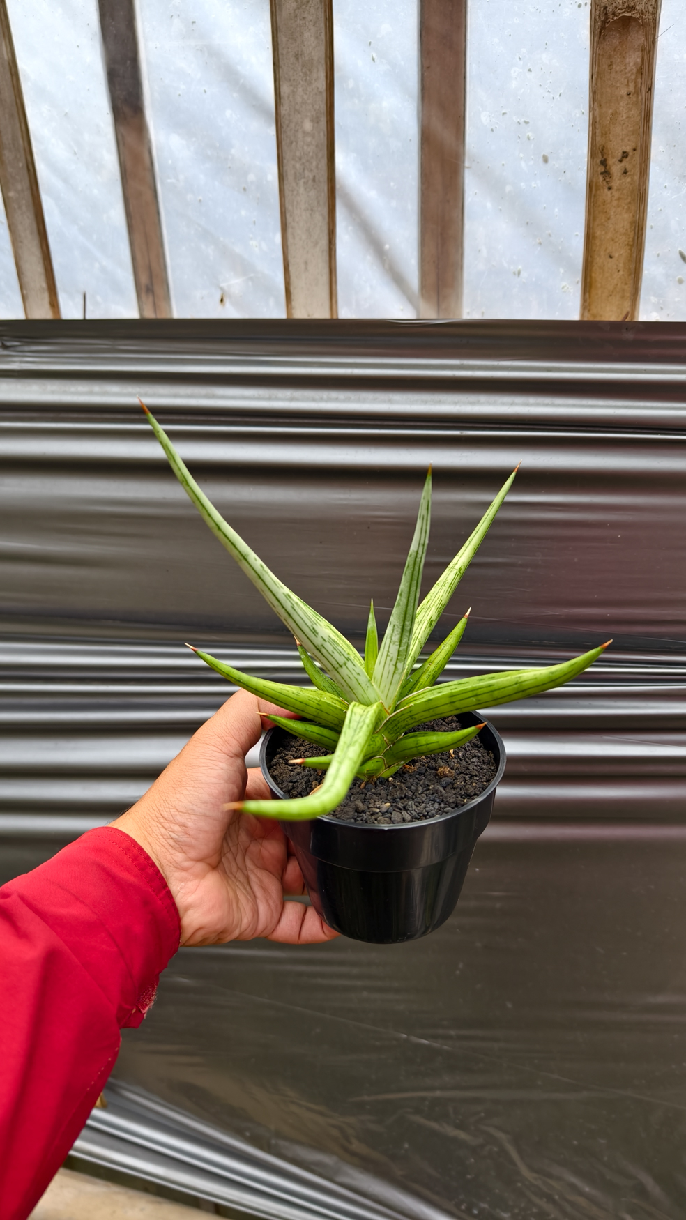 1235. Sansevieria Quentin Hybrid Size 20 Cm - Image 13