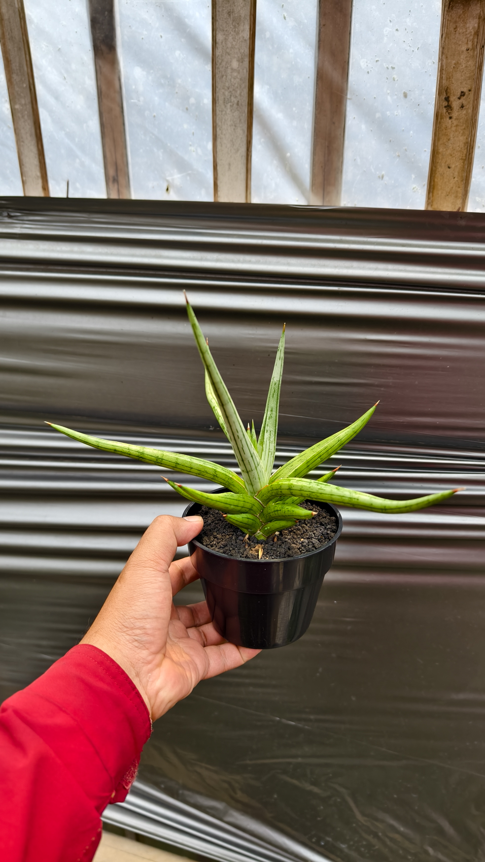 1235. Sansevieria Quentin Hybrid Size 20 Cm - Image 21