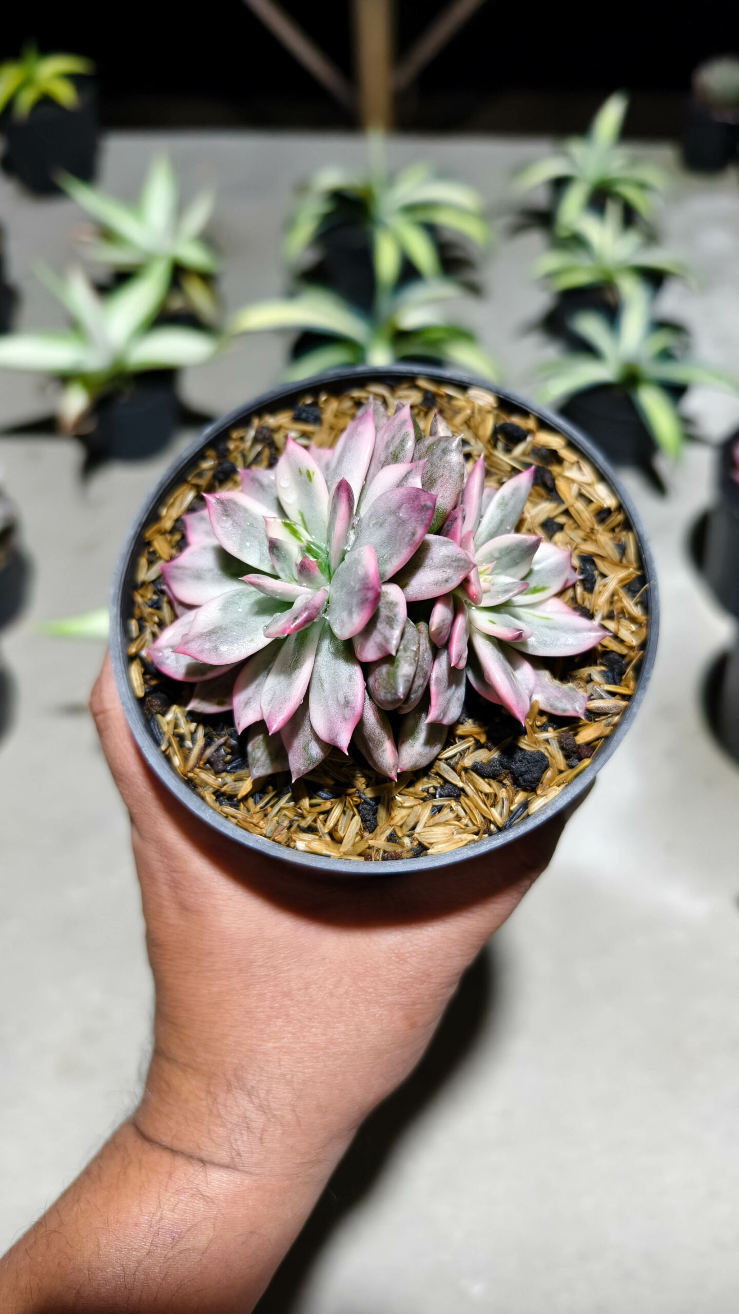1293. Echeveria Pink Prince Double Head - Image 2