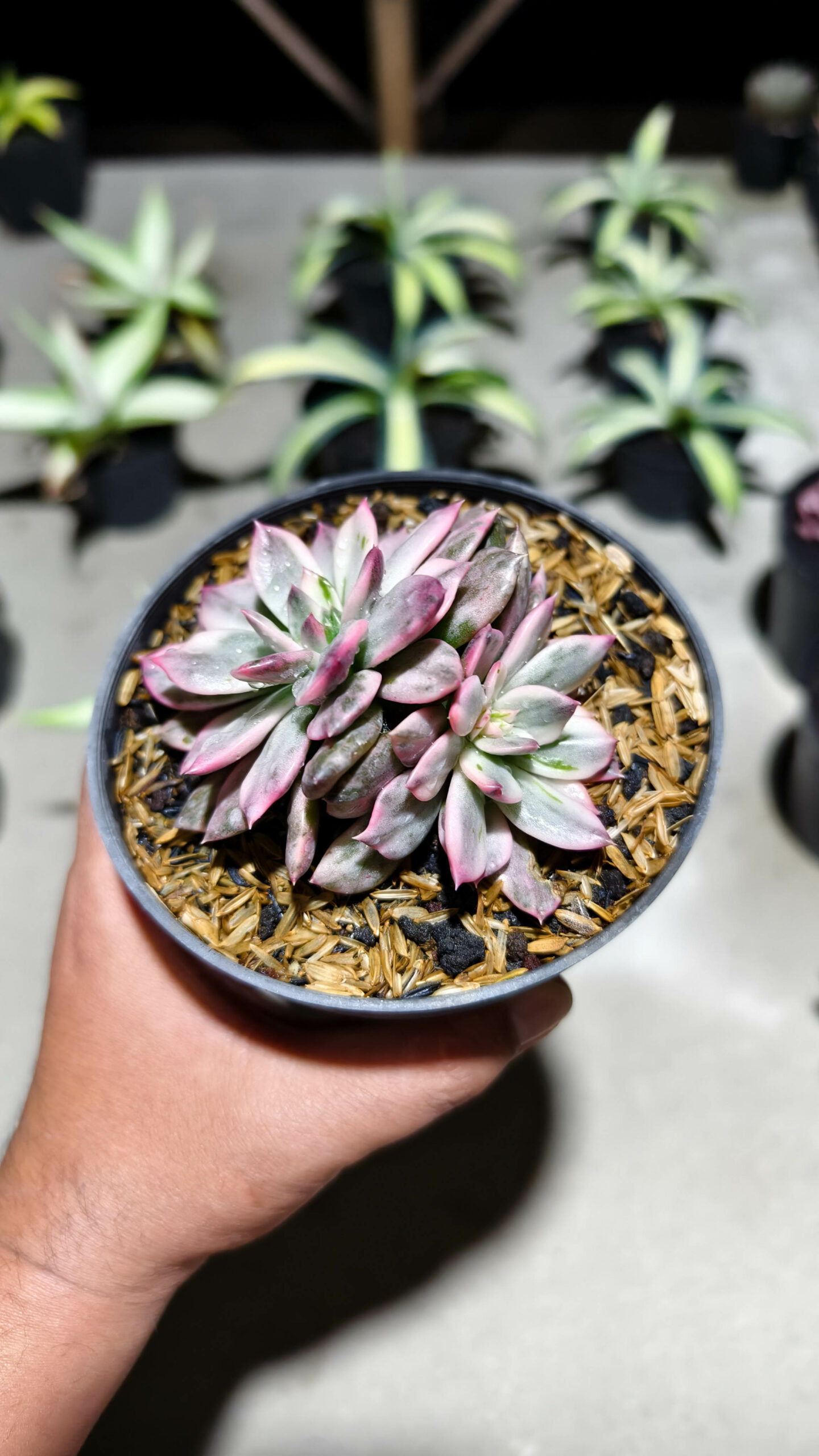 1293. Echeveria Pink Prince Double Head - Image 3