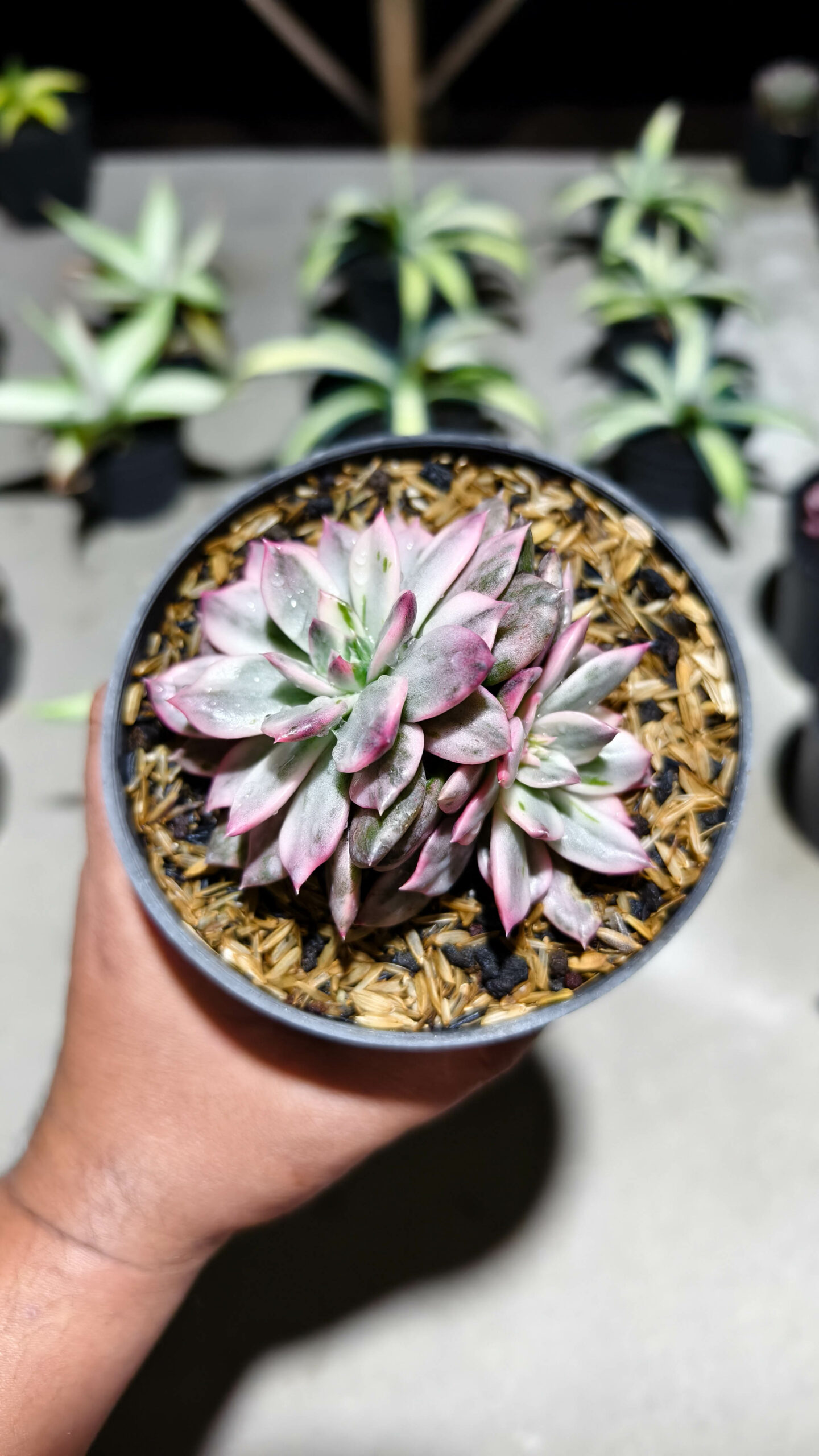 1293. Echeveria Pink Prince Double Head - Image 4