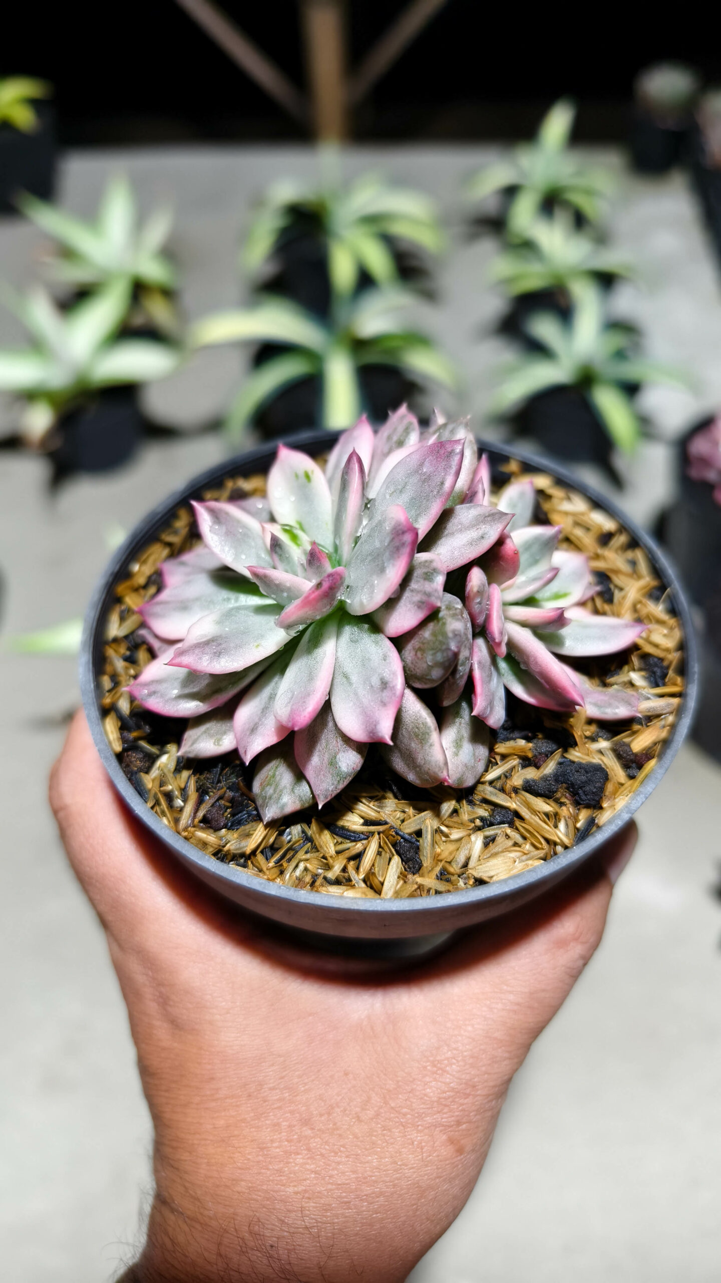 1293. Echeveria Pink Prince Double Head - Image 5