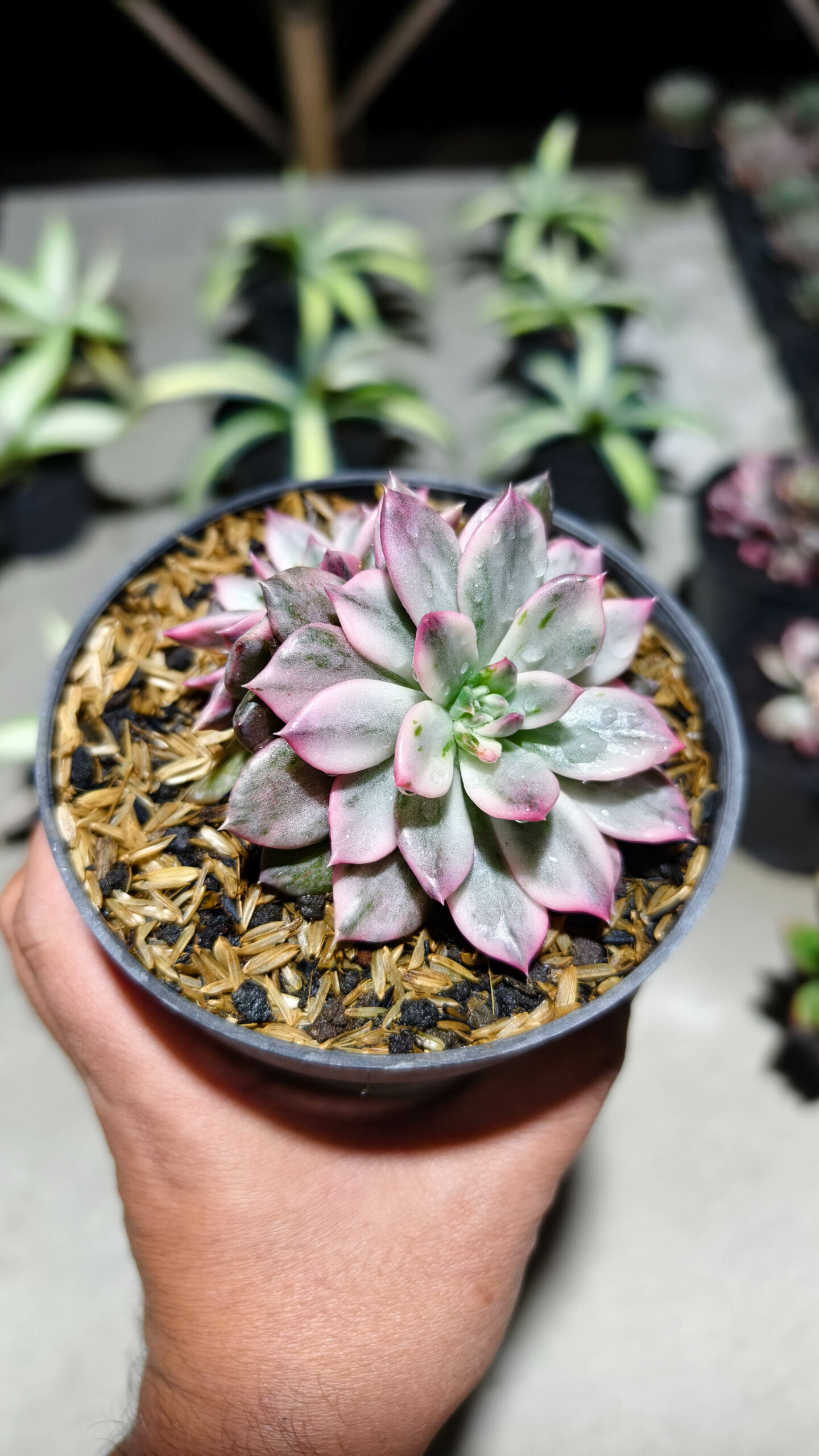 1293. Echeveria Pink Prince Double Head - Image 6