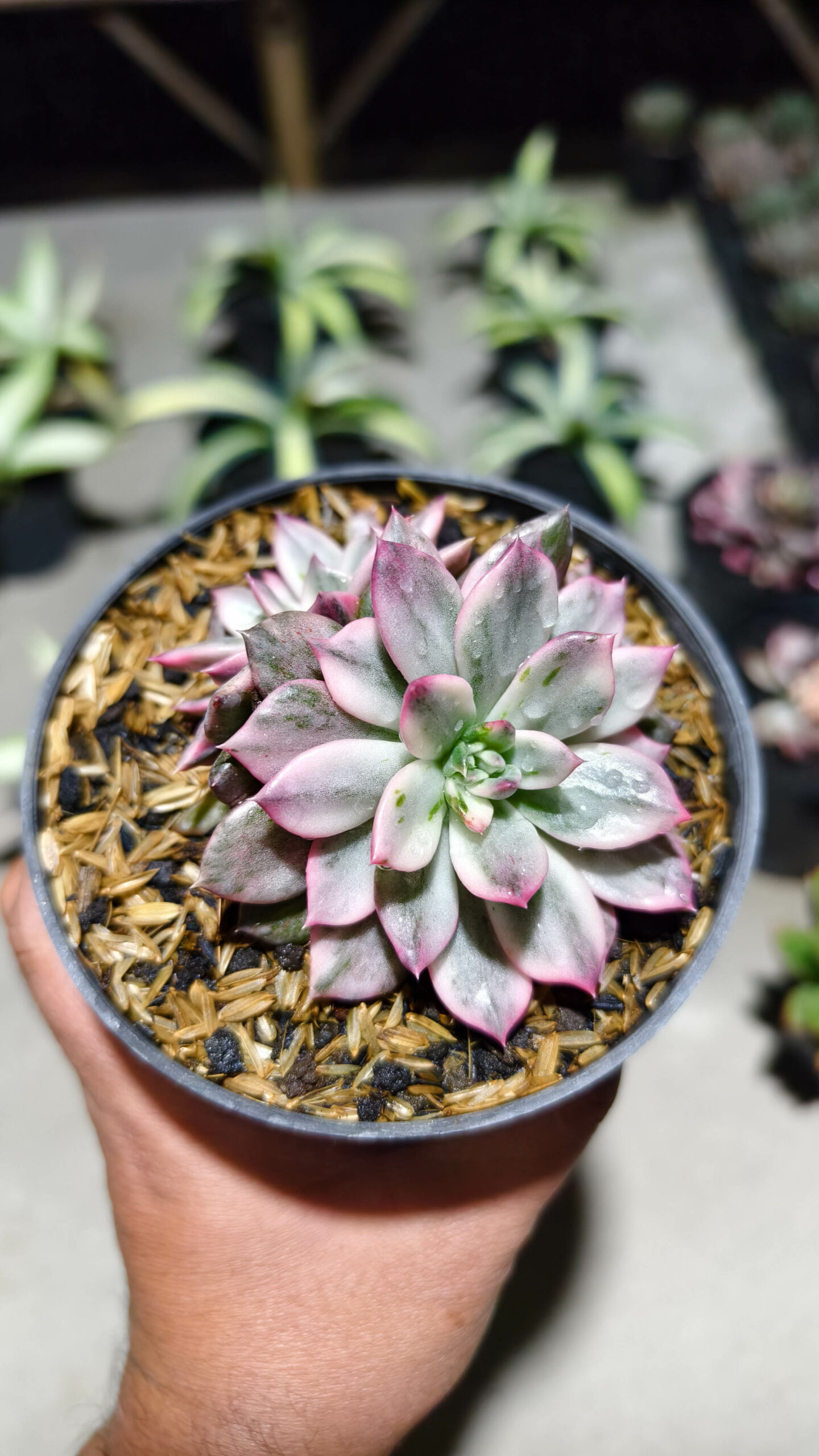 1293. Echeveria Pink Prince Double Head - Image 7