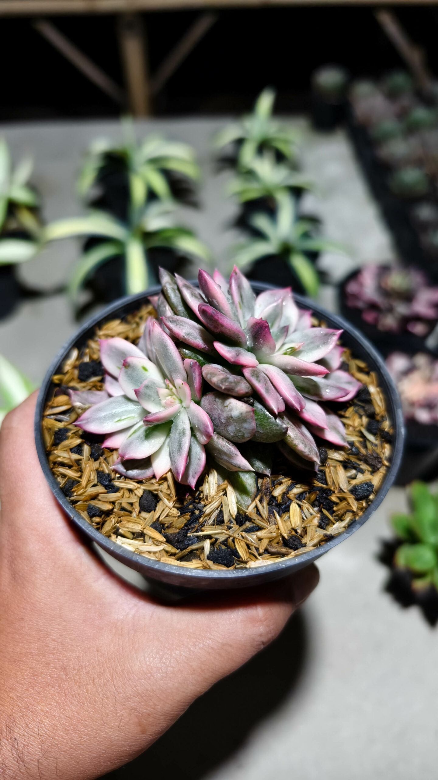 1293. Echeveria Pink Prince Double Head - Image 8