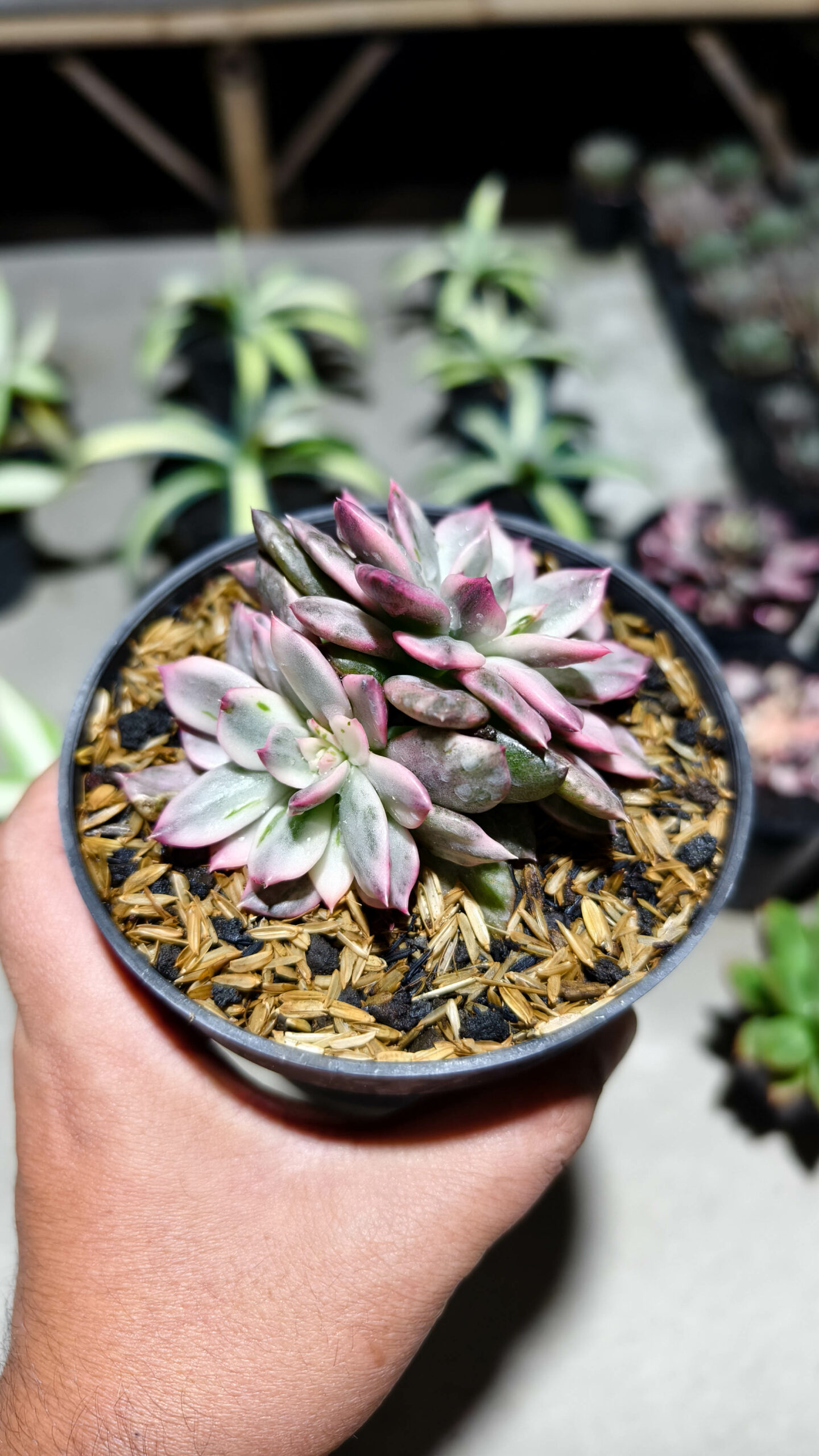 1293. Echeveria Pink Prince Double Head - Image 9