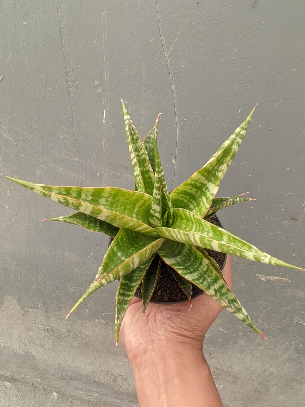 1297. Sansevieria Nakula - Image 7