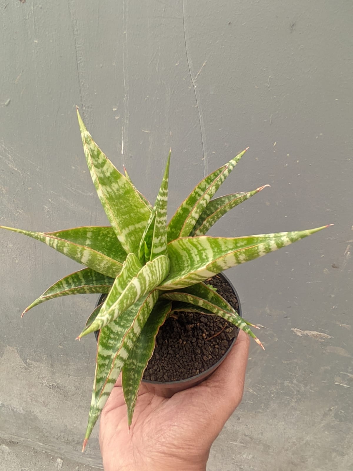 1297. Sansevieria Nakula - Image 6