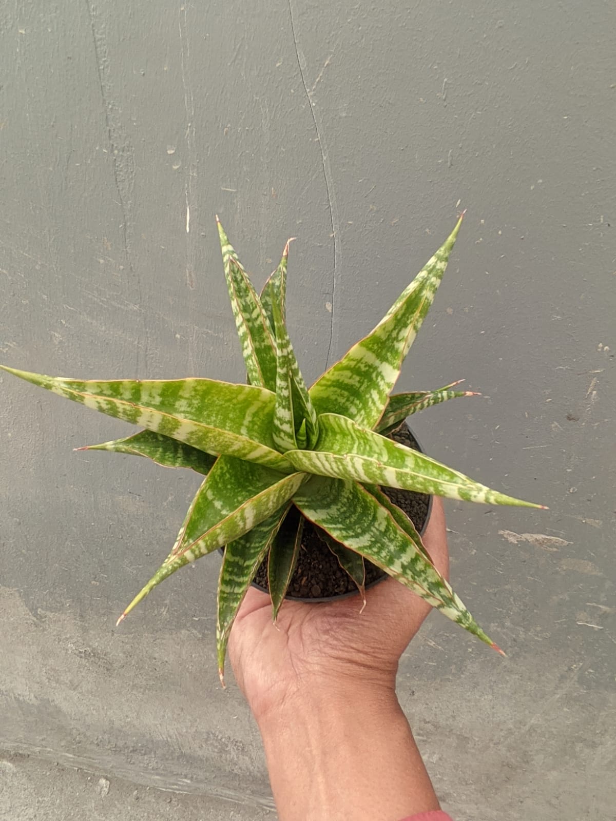 1297. Sansevieria Nakula - Image 5