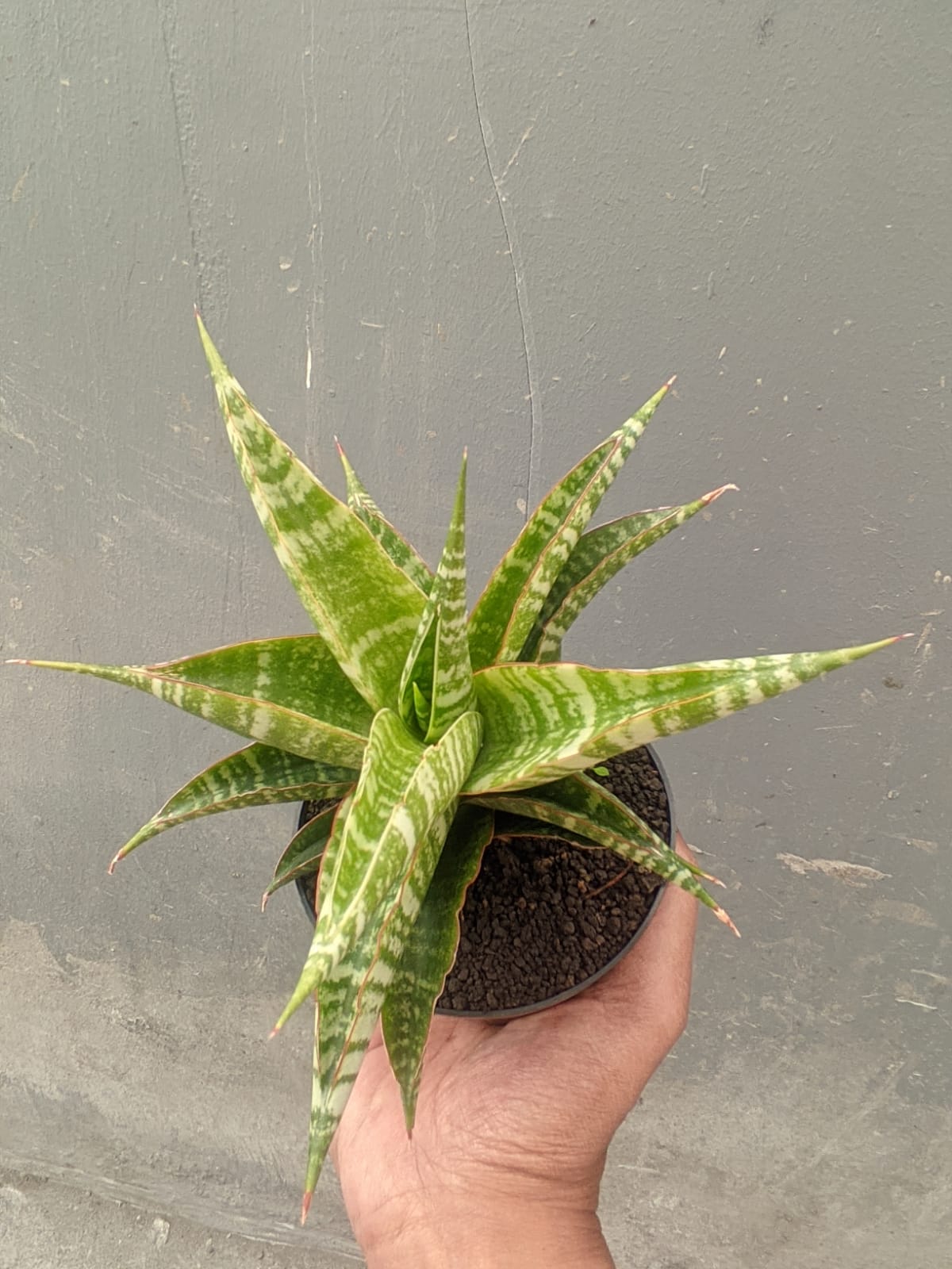 1297. Sansevieria Nakula - Image 4