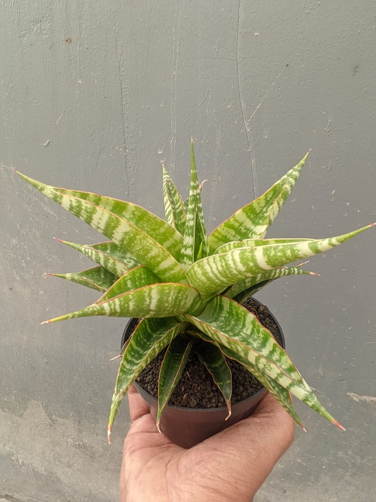 1297. Sansevieria Nakula - Image 3