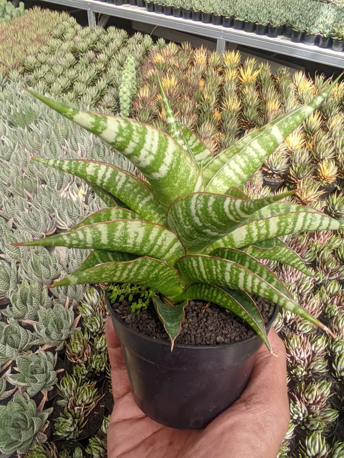 1297. Sansevieria Nakula - Image 2