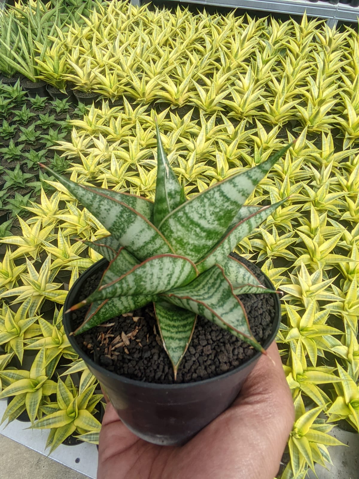 1299. Sansevieria Ghuto Hybrid - Image 2