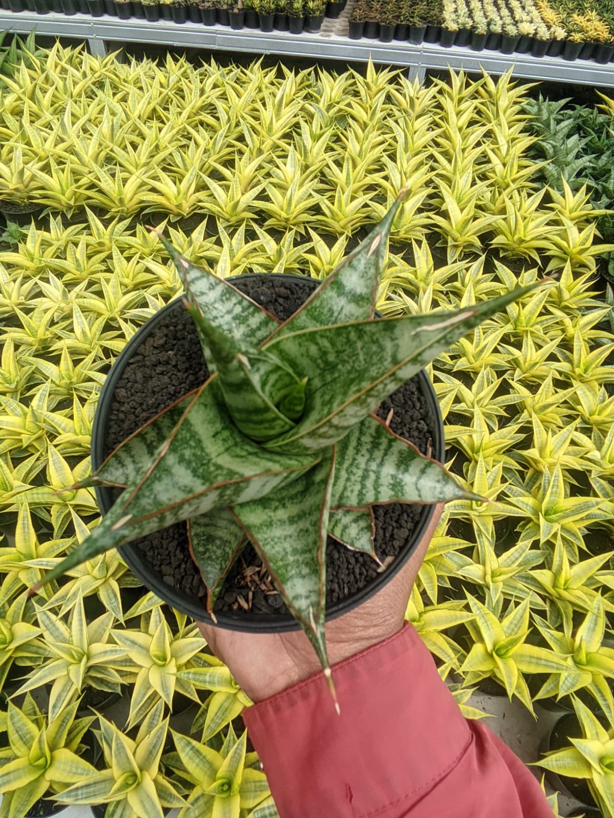 1299. Sansevieria Ghuto Hybrid - Image 6