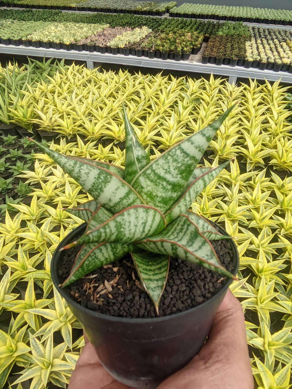 1299. Sansevieria Ghuto Hybrid - Image 5