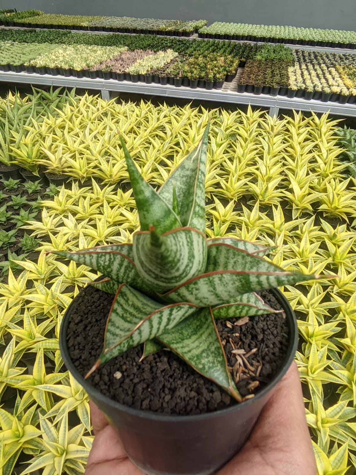 1299. Sansevieria Ghuto Hybrid - Image 4
