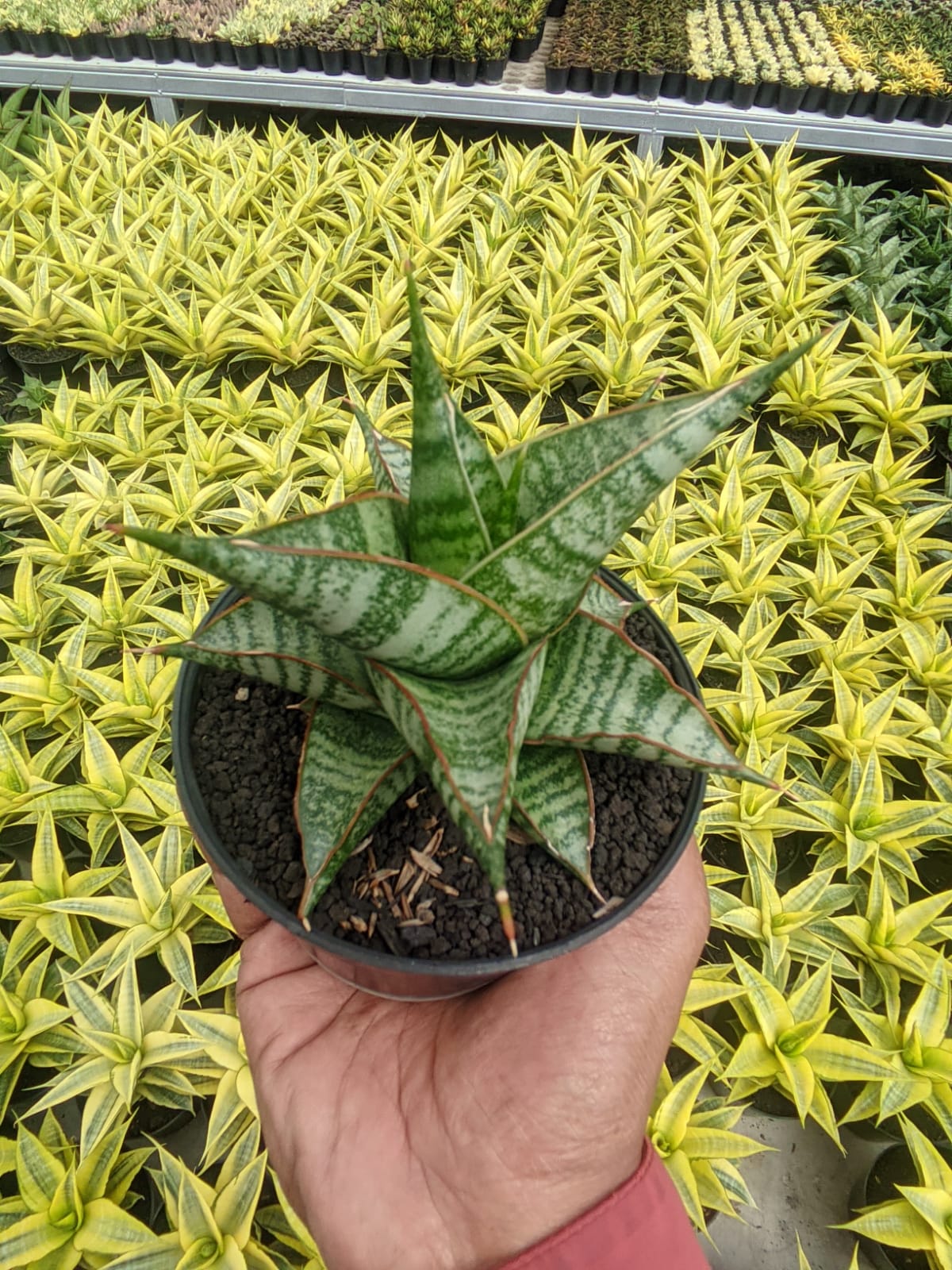 1299. Sansevieria Ghuto Hybrid - Image 3