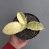 1300. Sansevieria Horwood Cream Variegated