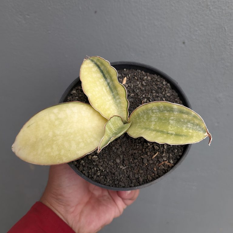 1300. Sansevieria Horwood Cream Variegated