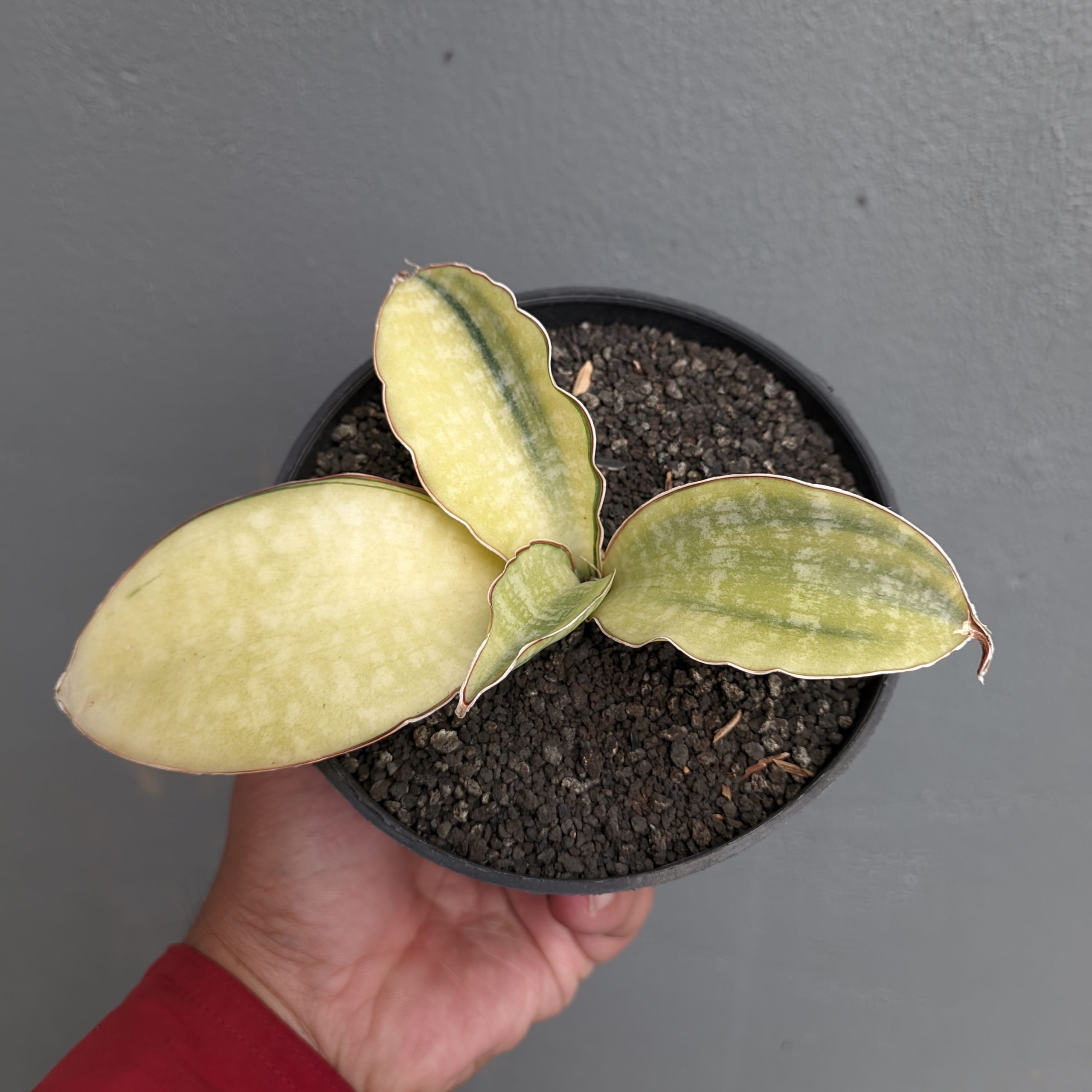 1300. Sansevieria Horwood Cream Variegated