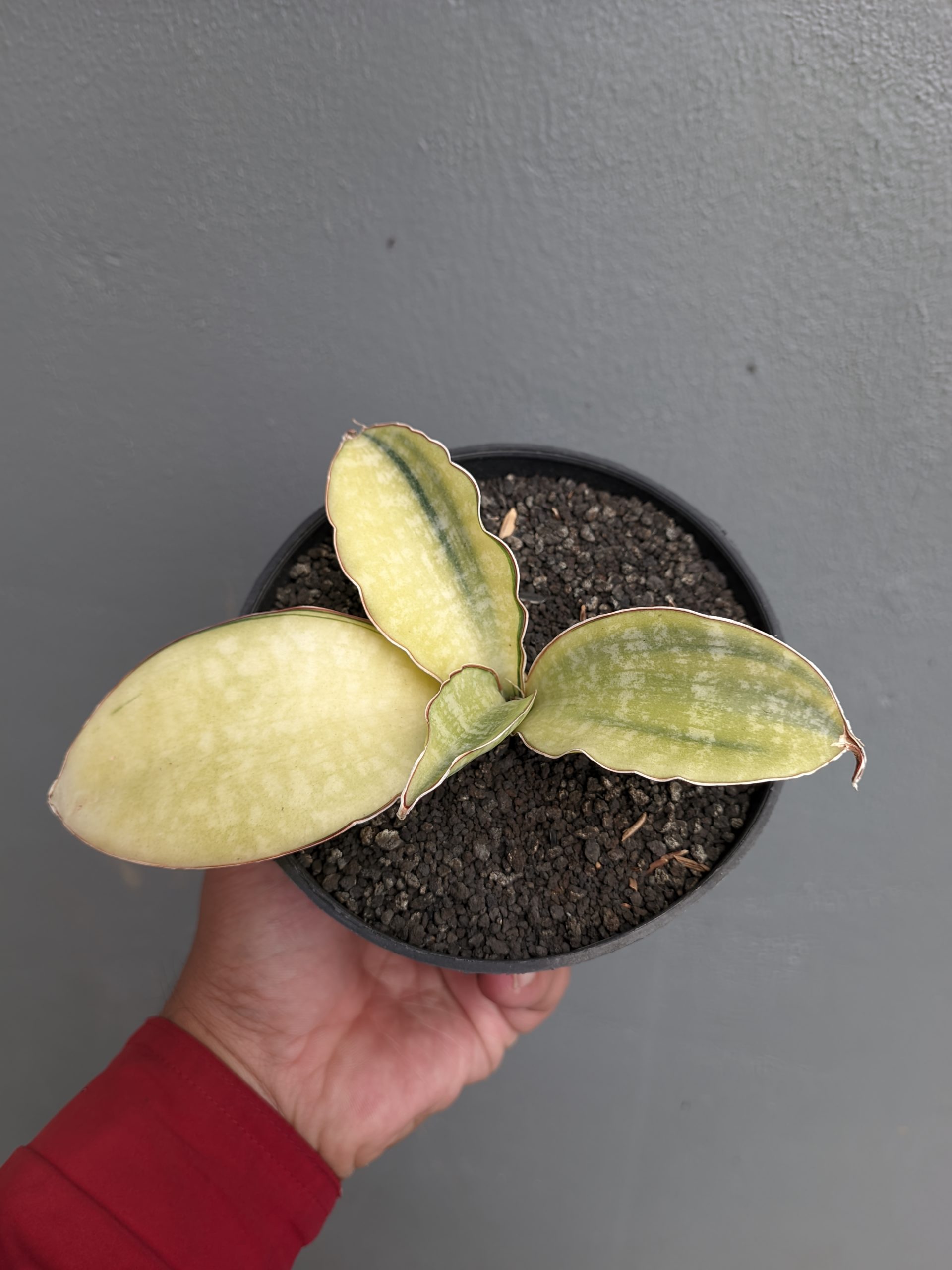 1300. Sansevieria Horwood Cream Variegated - Image 3