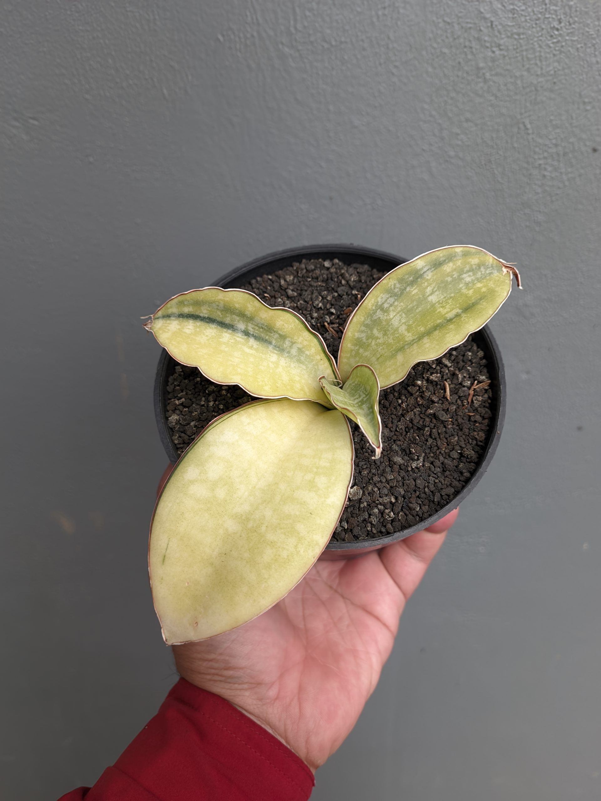 1300. Sansevieria Horwood Cream Variegated - Image 2