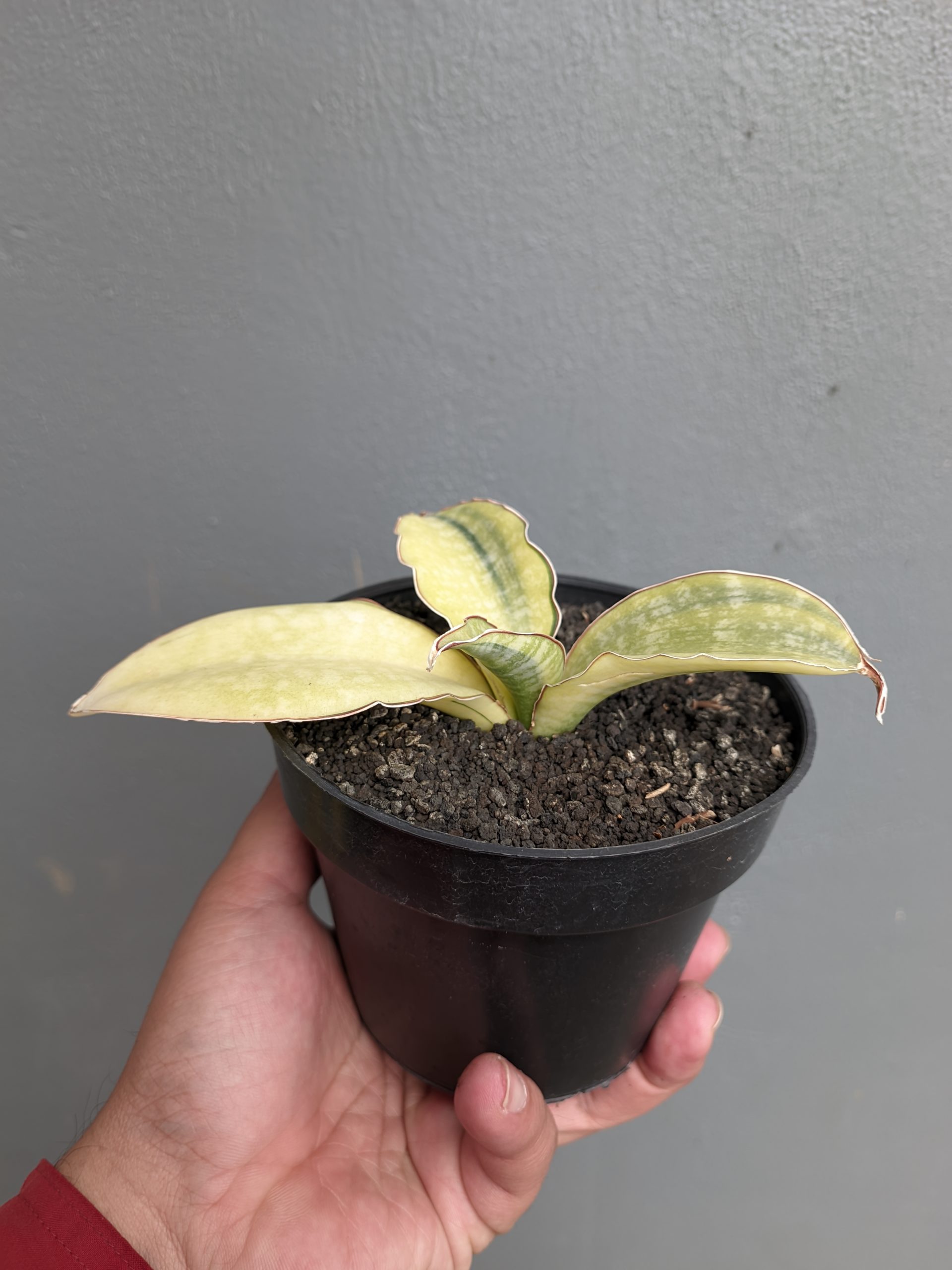 1300. Sansevieria Horwood Cream Variegated - Image 4