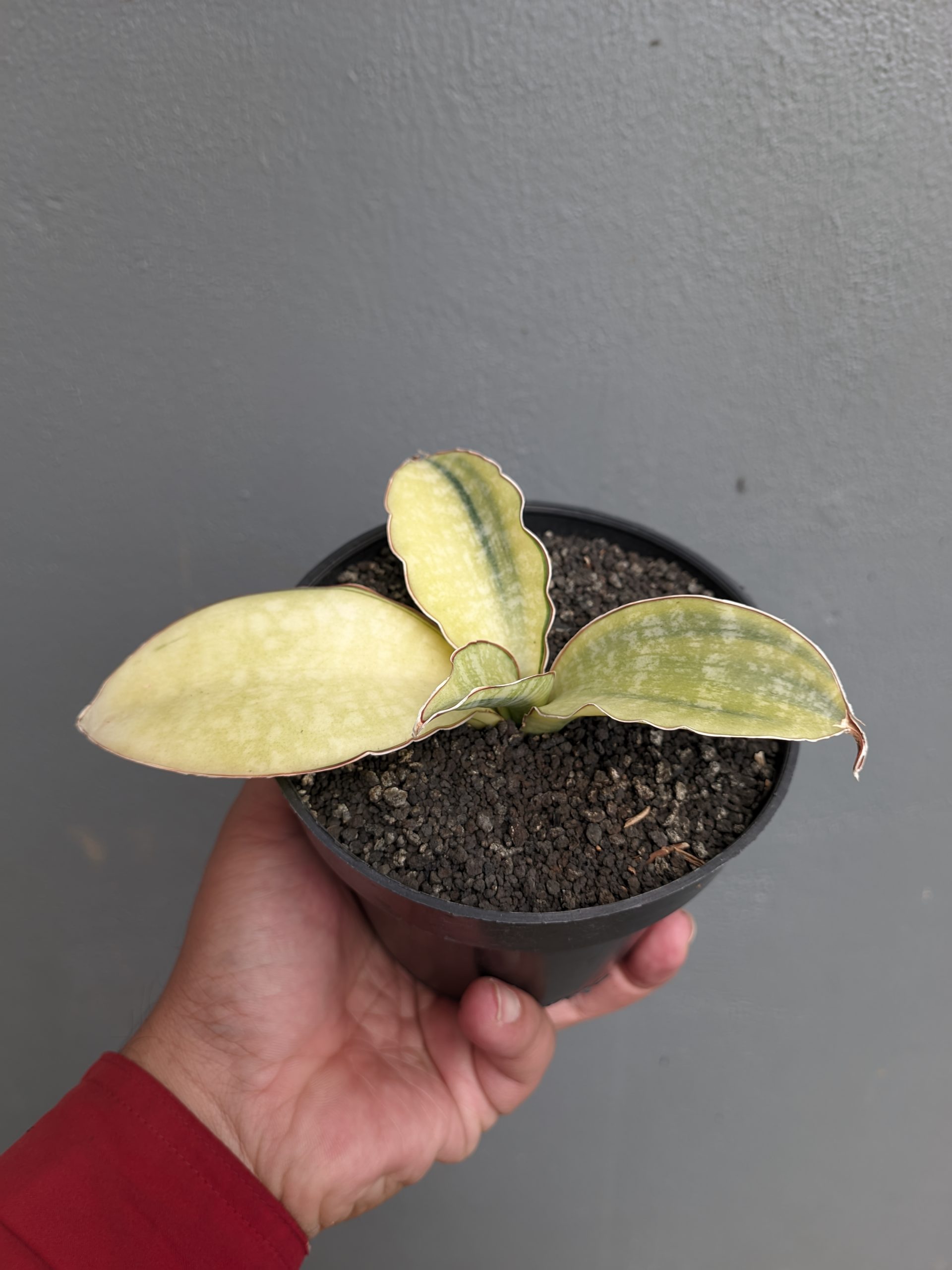 1300. Sansevieria Horwood Cream Variegated - Image 6