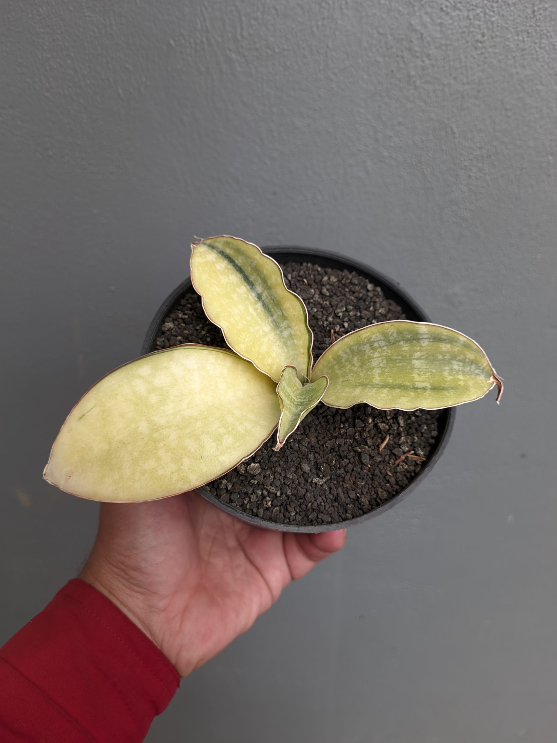 1300. Sansevieria Horwood Cream Variegated - Image 5