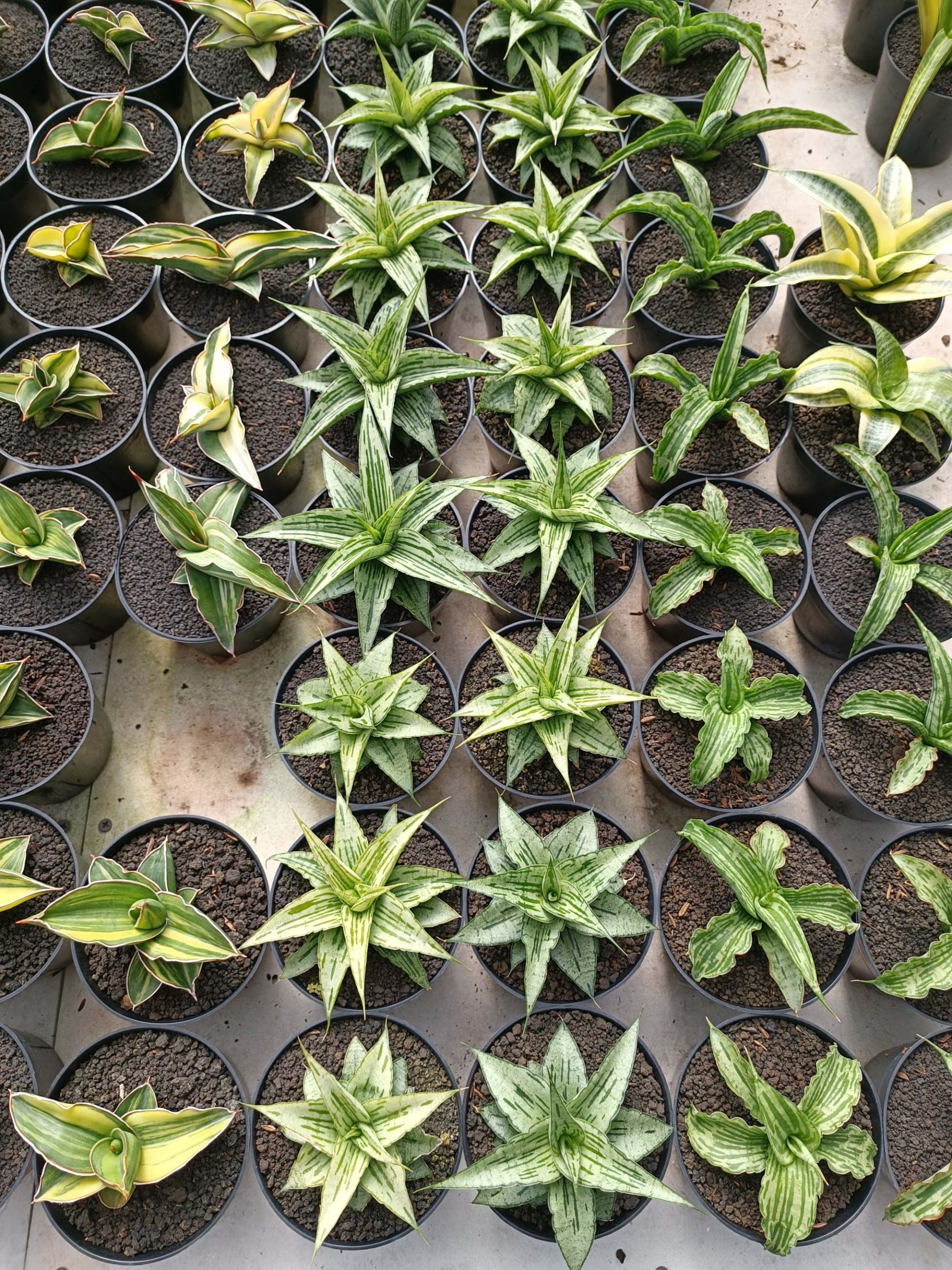 1301. Sansevieria Bianca - Image 2