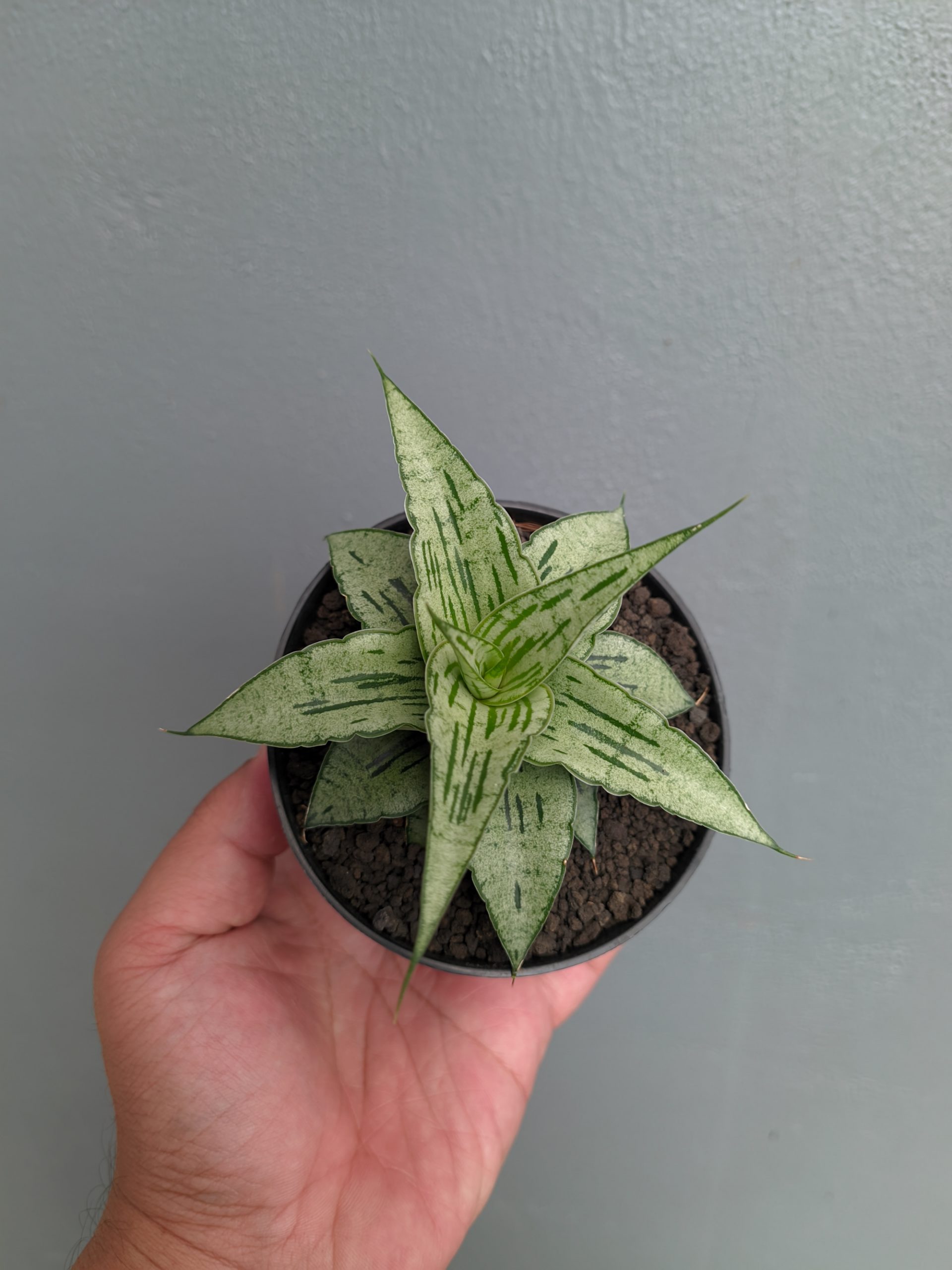 1301. Sansevieria Bianca - Image 11